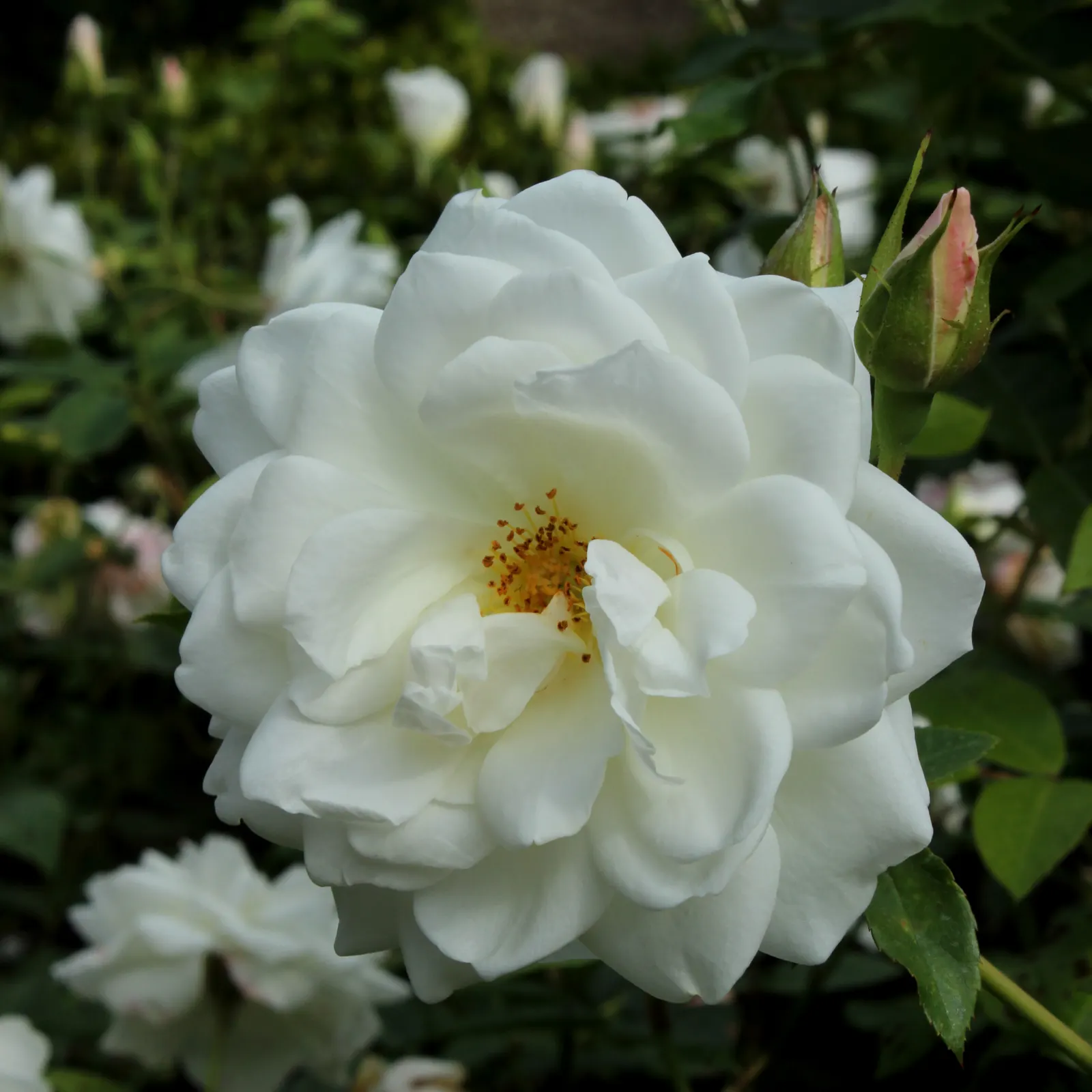 Iceberg Floribunda Rose (Rosa 'Iceberg') — presenting a remarkable show of purity and grace in any landscape design; it boasts a mild honey, image 51