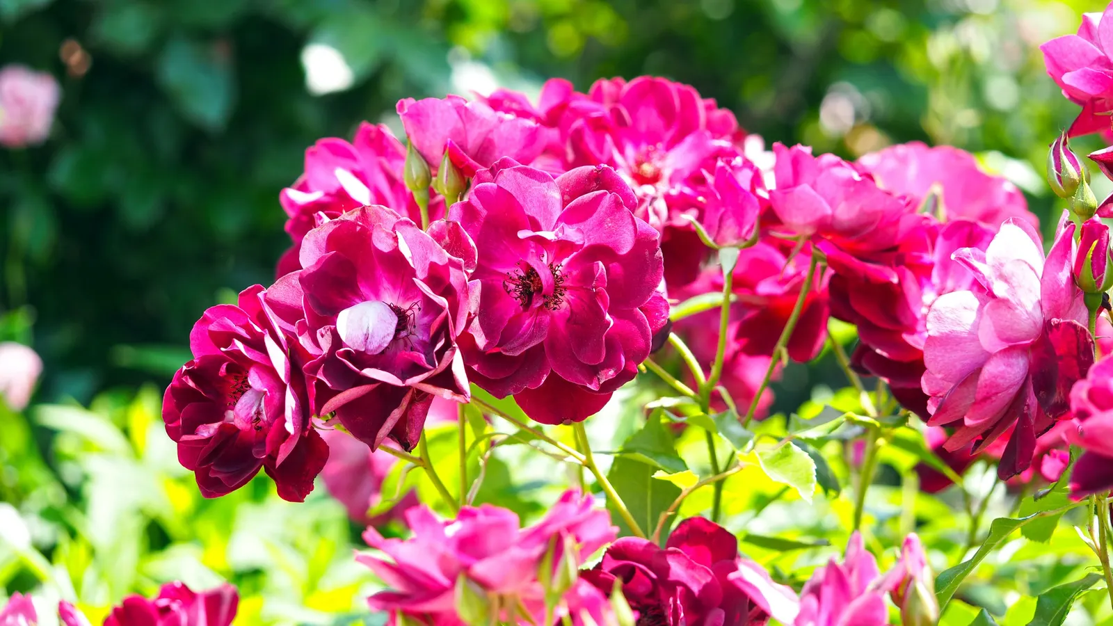 Iceberg Floribunda Rose (Rosa 'Iceberg') — Hardy in USDA zones 5 through 9, 'Iceberg' reaches 3 to 4 feet in height with a similar spread; due to, image 47