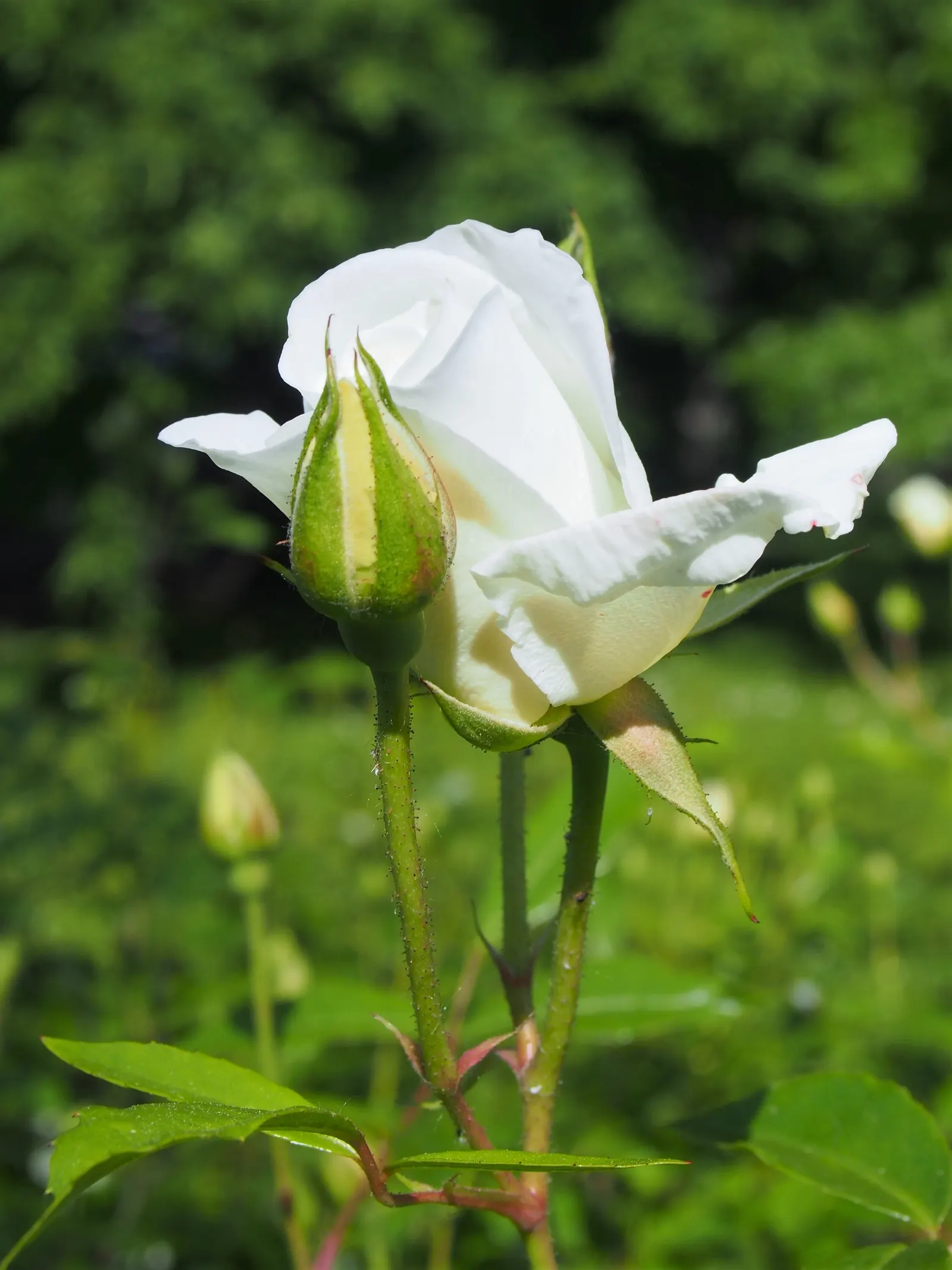 Iceberg Floribunda Rose (Rosa 'Iceberg') — due to its pleasant light fragrance; notably to powdery mildew and rust, image 84