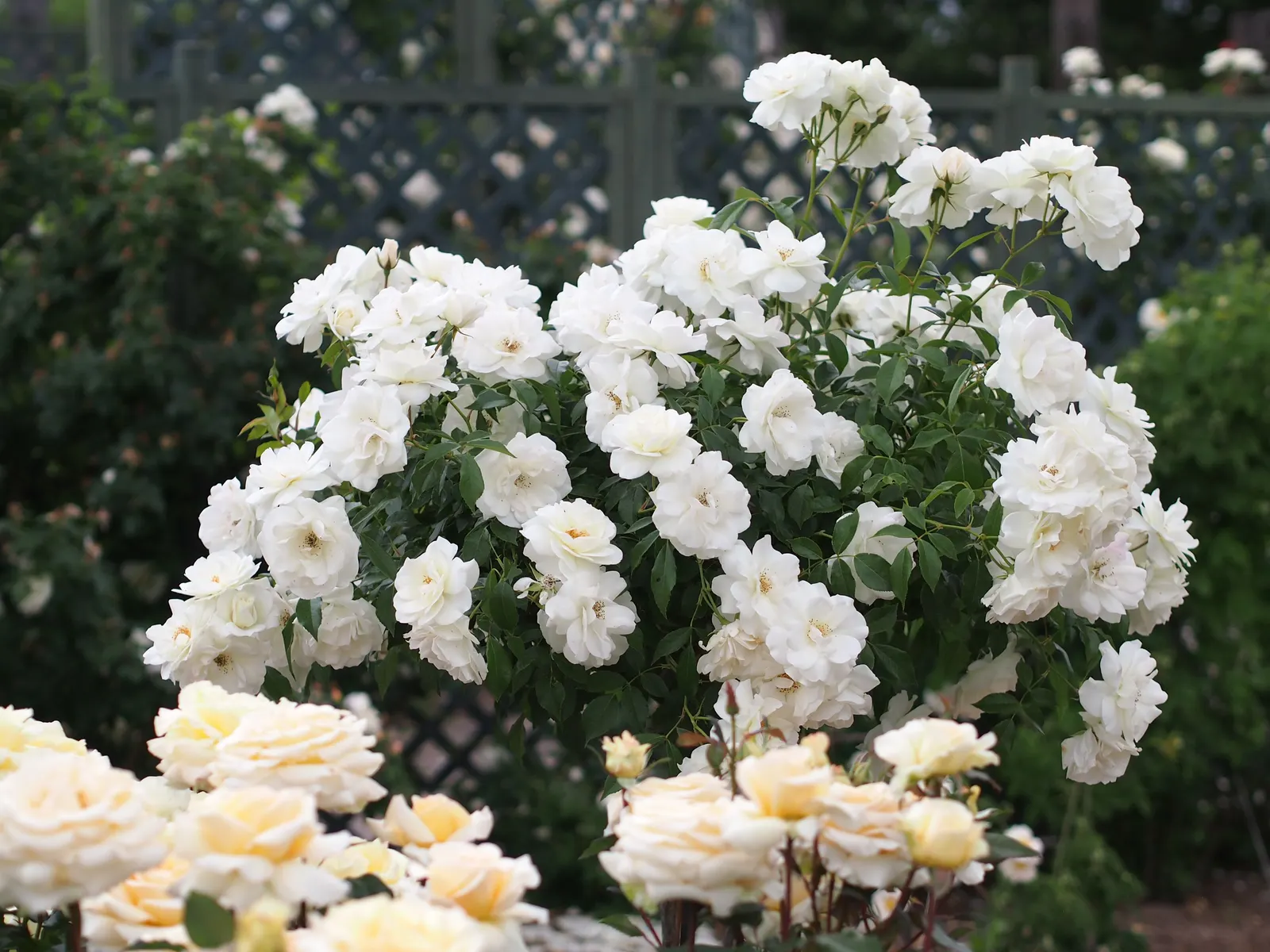 Iceberg Floribunda Rose (Rosa 'Iceberg') — Hardy in USDA zones 5 through 9, 'Iceberg' reaches 3 to 4 feet in height with a similar spread