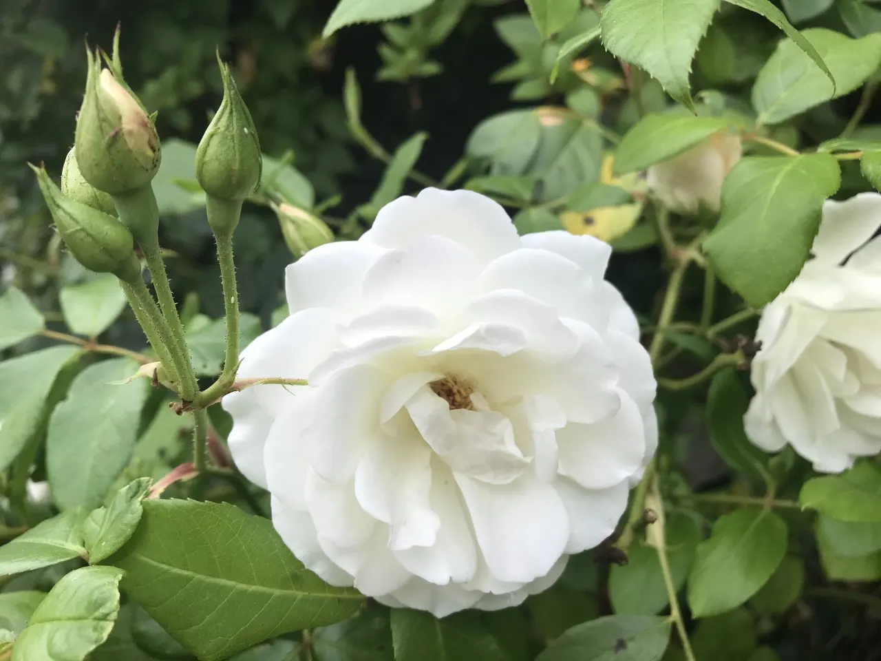Iceberg Floribunda Rose (Rosa 'Iceberg') — notably to powdery mildew and rust