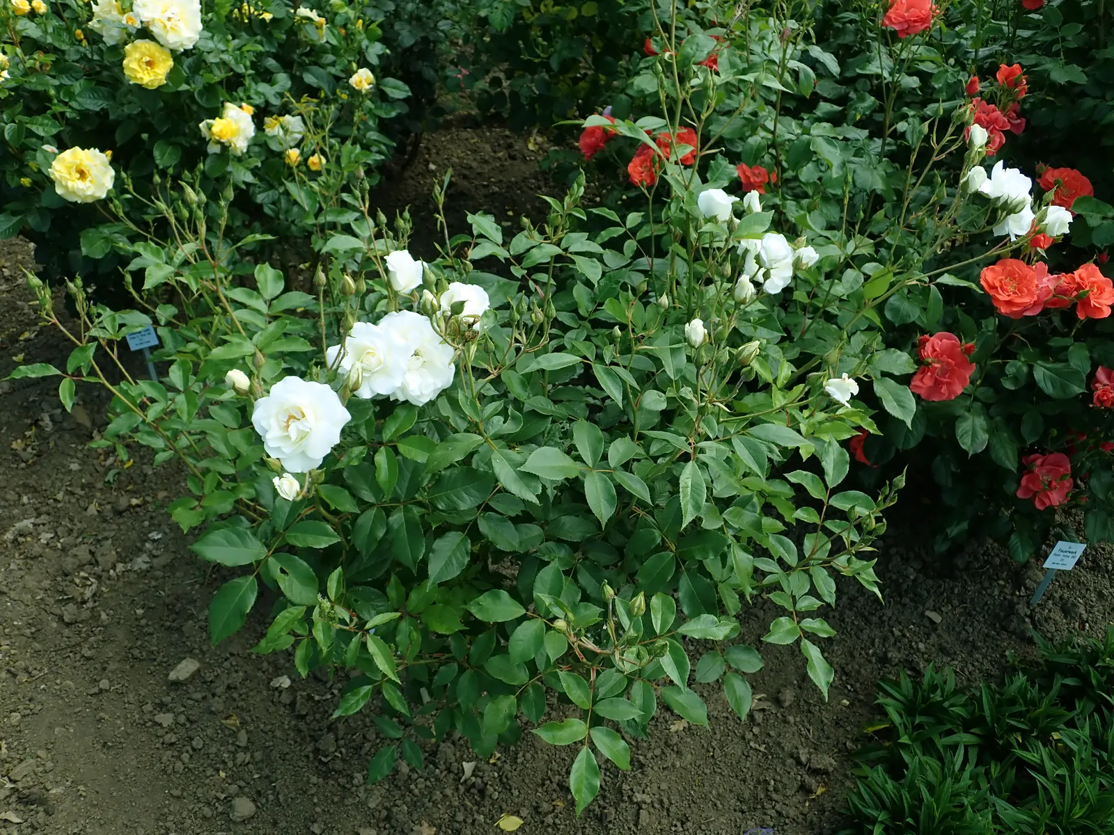 Iceberg Floribunda Rose (Rosa 'Iceberg') — Each flower typically measures around 3 inches across; or as part of a mass planting for a stunning visual impact
