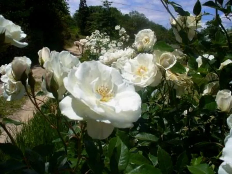 Iceberg Floribunda Rose (Rosa 'Iceberg') — <br><br>This cultivar is favored for its disease resistance; it's a low-maintenance choice, image 56