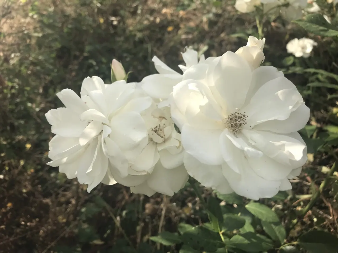 Iceberg Floribunda Rose (Rosa 'Iceberg') — This rose is disease-resistant