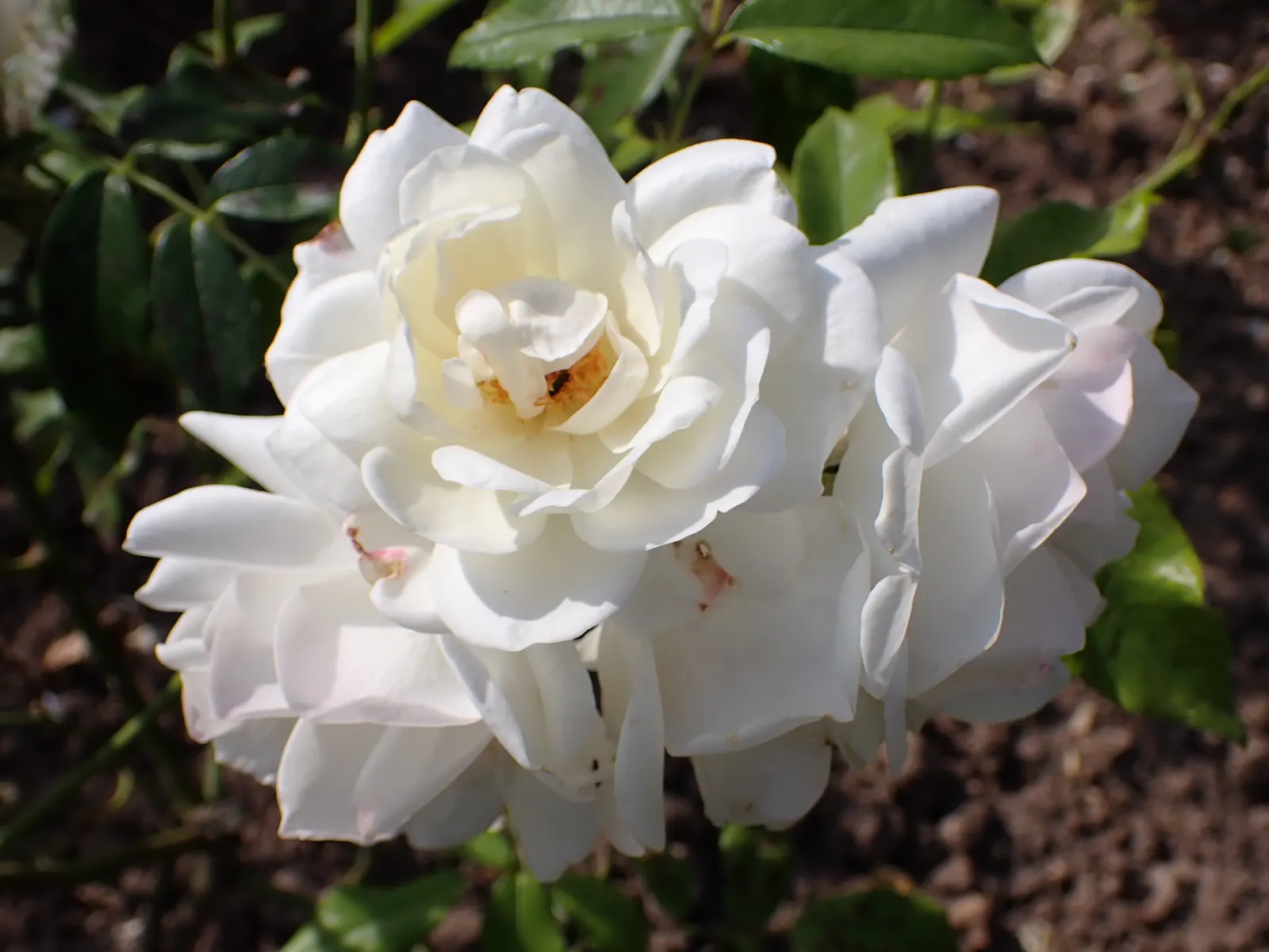 Iceberg Floribunda Rose (Rosa 'Iceberg') — minimizing the need for chemical treatments and thus facilitating a more environmentally-friendly, image 80