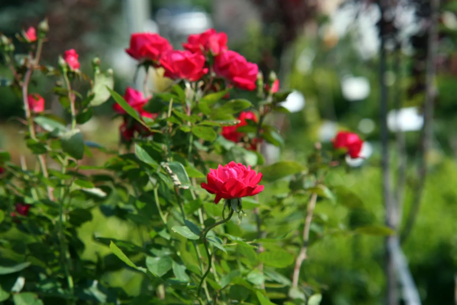 Iceberg Floribunda Rose (Rosa 'Iceberg') — white flowers in the garden