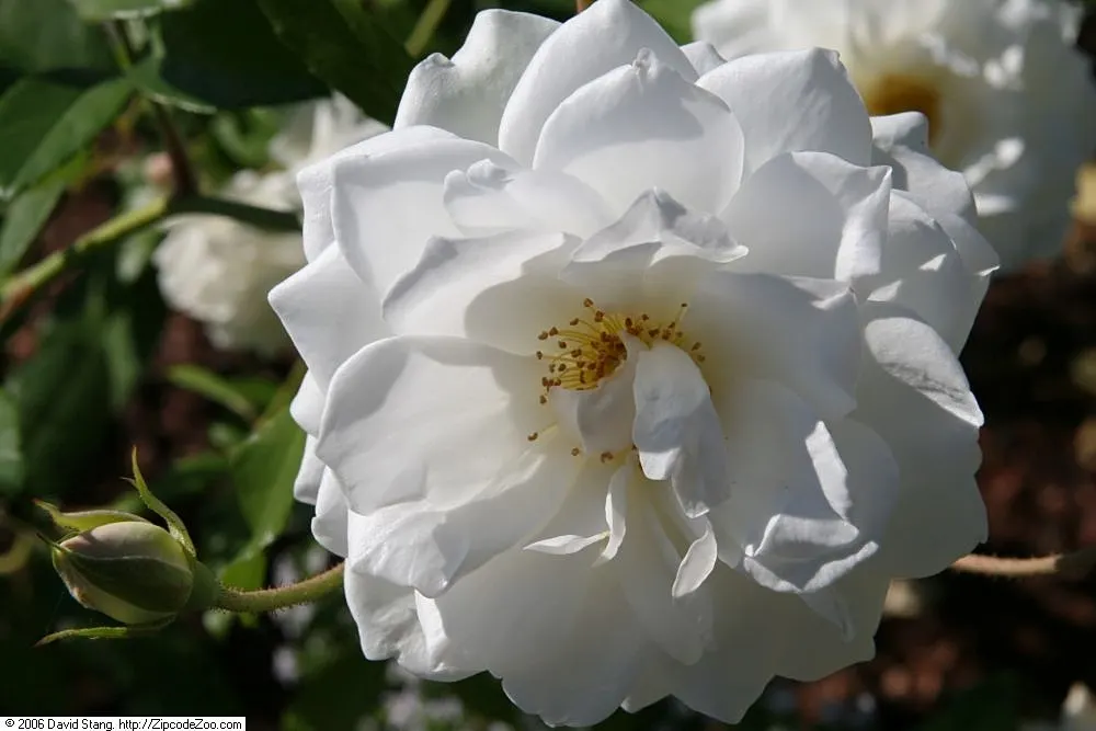 Iceberg Floribunda Rose (Rosa 'Iceberg') — making it a low-maintenance choice popular for borders