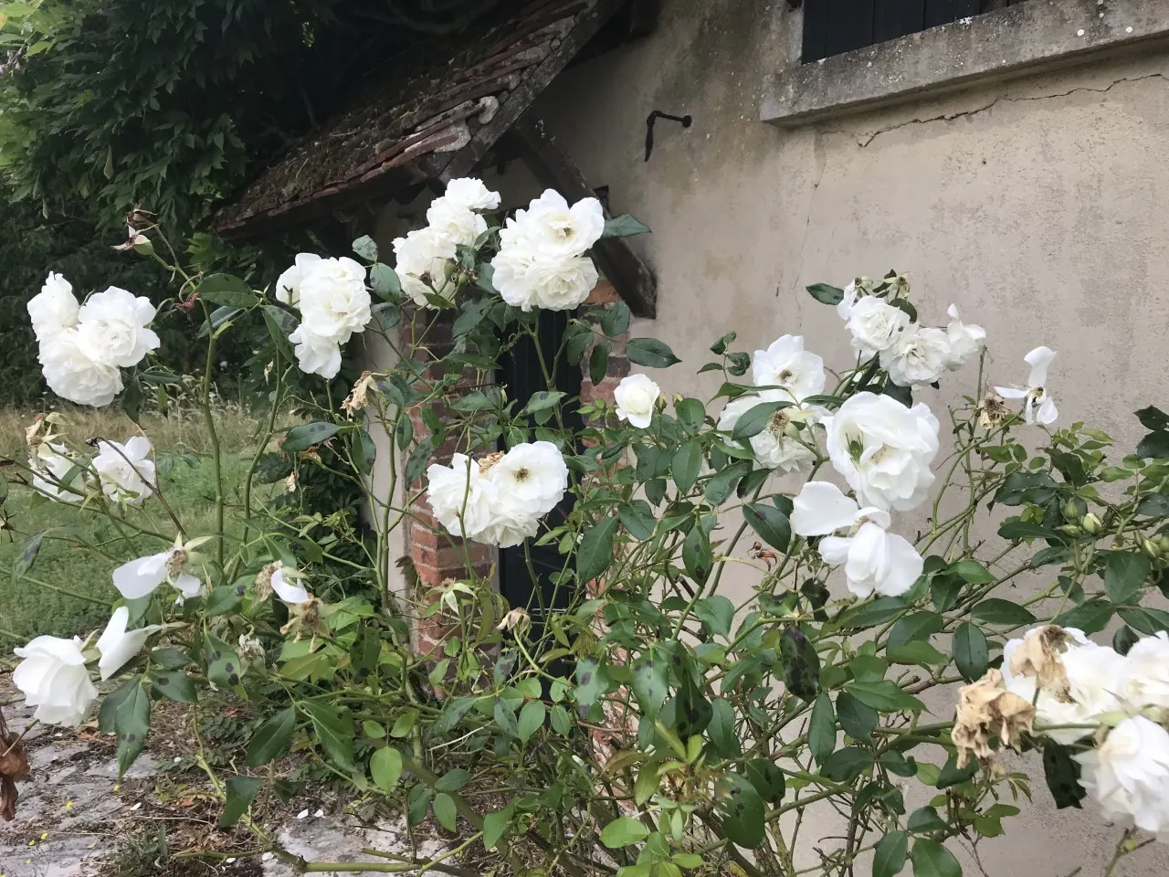 Iceberg Floribunda Rose (Rosa 'Iceberg') — presenting a remarkable show of purity and grace in any landscape design; it boasts a mild honey, image 73