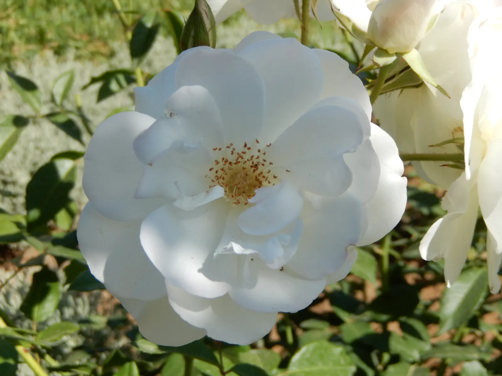 Iceberg Floribunda Rose (Rosa 'Iceberg') — <br><br>Sitting on upright and bushy growth that can reach heights of 3 to 4 feet with a spread of 2 to, image 31