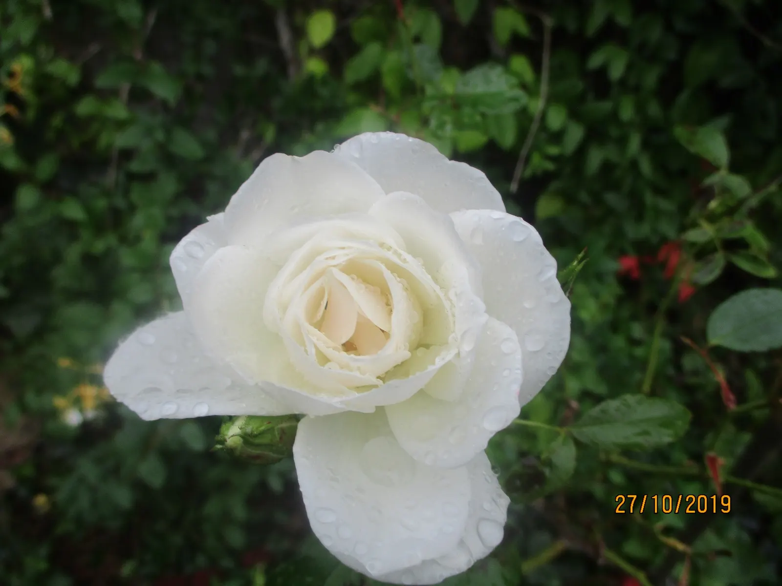 Iceberg Floribunda Rose (Rosa 'Iceberg') — due to its pleasant light fragrance