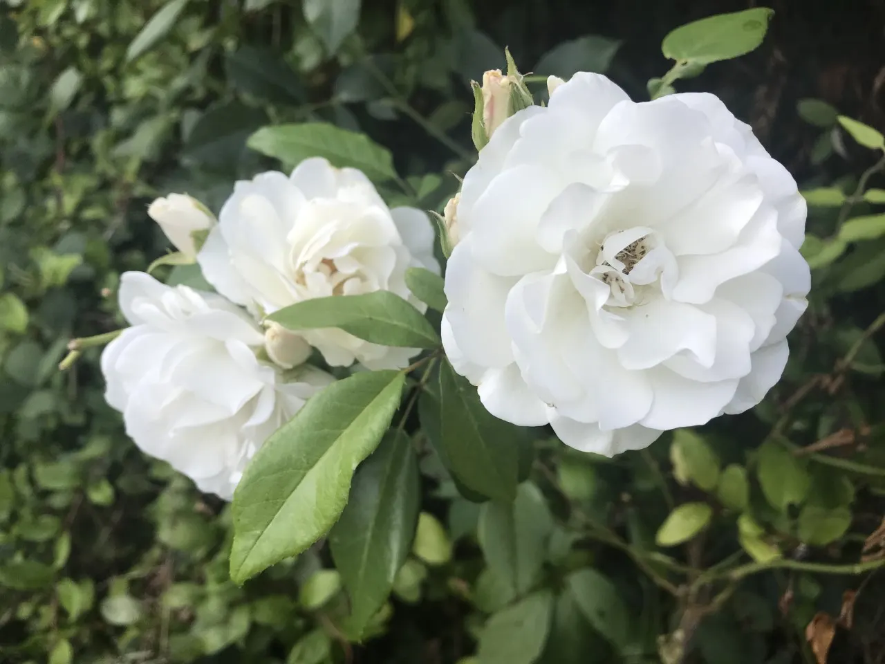 Iceberg Floribunda Rose (Rosa 'Iceberg') — it's a low-maintenance choice; minimizing the need for chemical treatments and thus facilitating a more, image 59