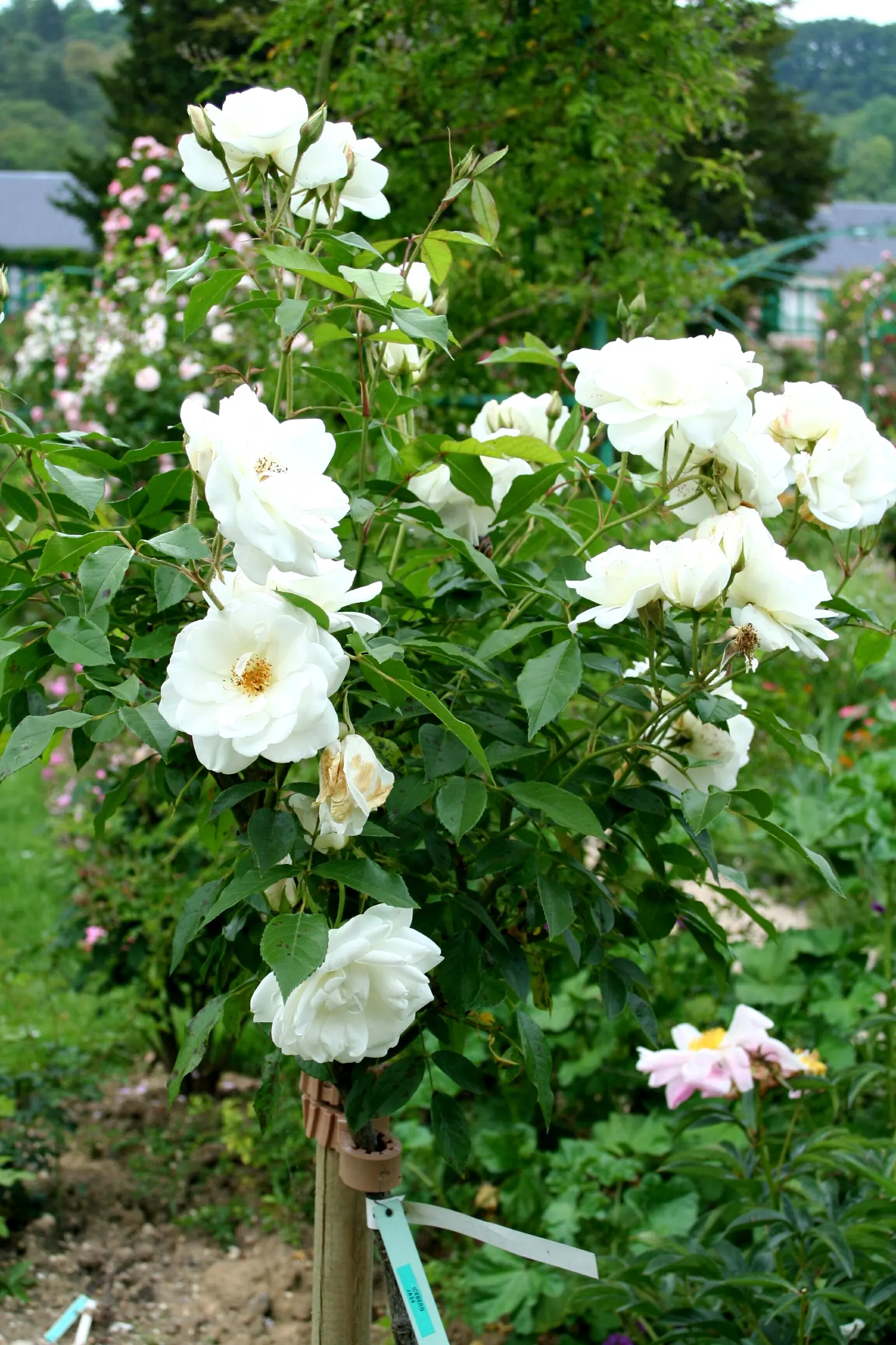 Iceberg Floribunda Rose (Rosa 'Iceberg') — shrub with white blooms; <br><br>This cultivar is favored for its disease resistance, image 65