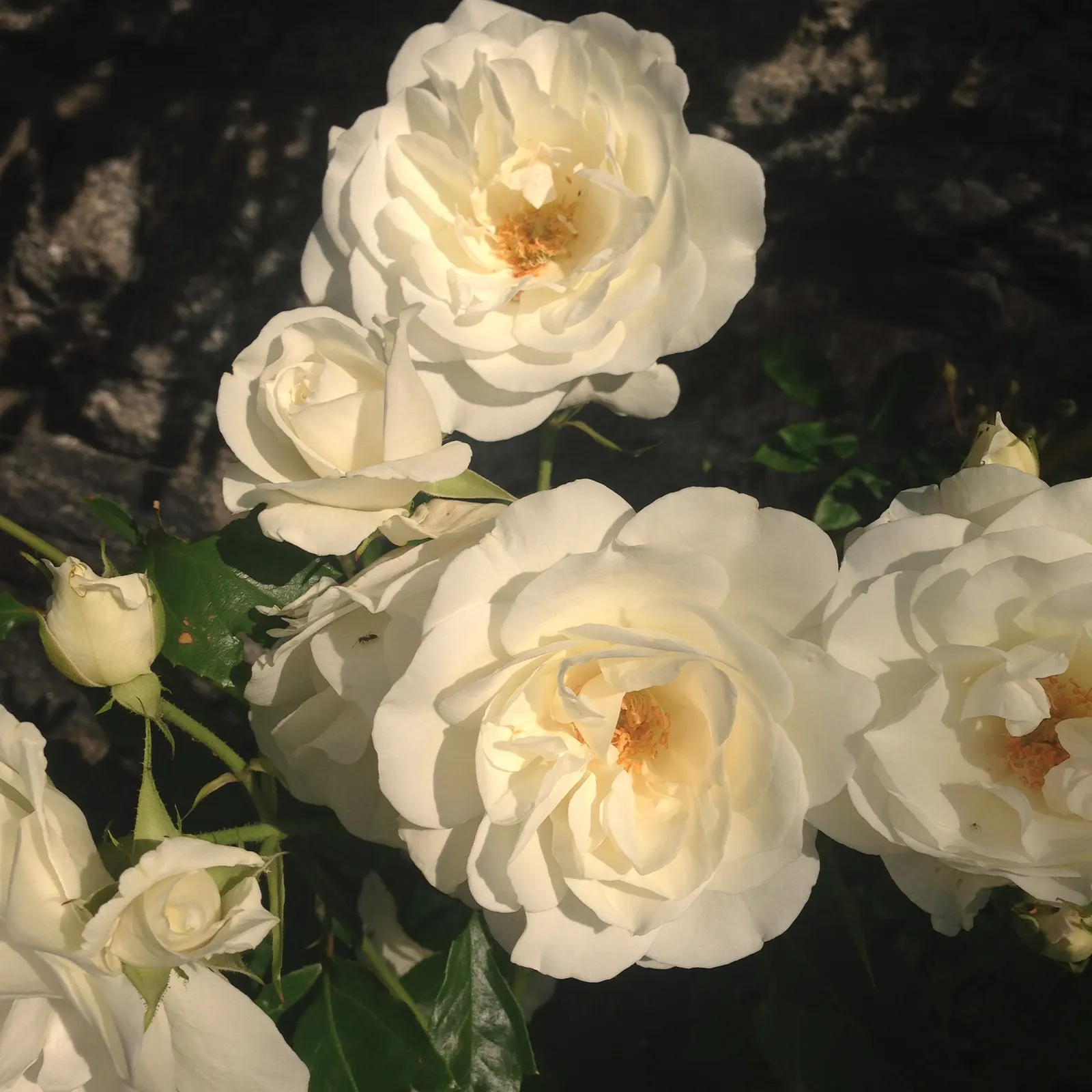 Iceberg Floribunda Rose (Rosa 'Iceberg') — The Rosa 'Iceberg' is an exquisite Floribunda rose known for its abundant clusters of pure white