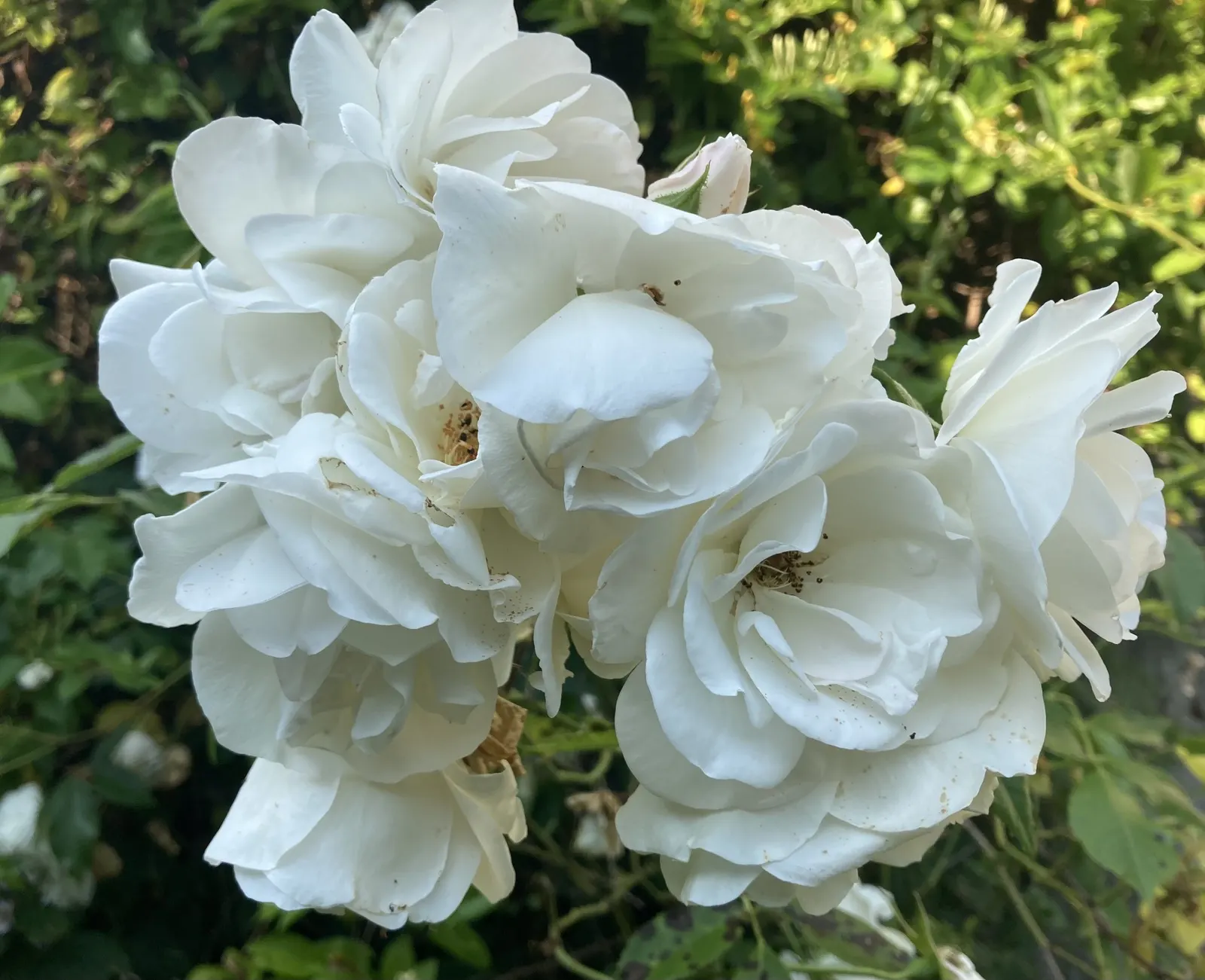 Iceberg Floribunda Rose (Rosa 'Iceberg') — due to its pleasant light fragrance; notably to powdery mildew and rust