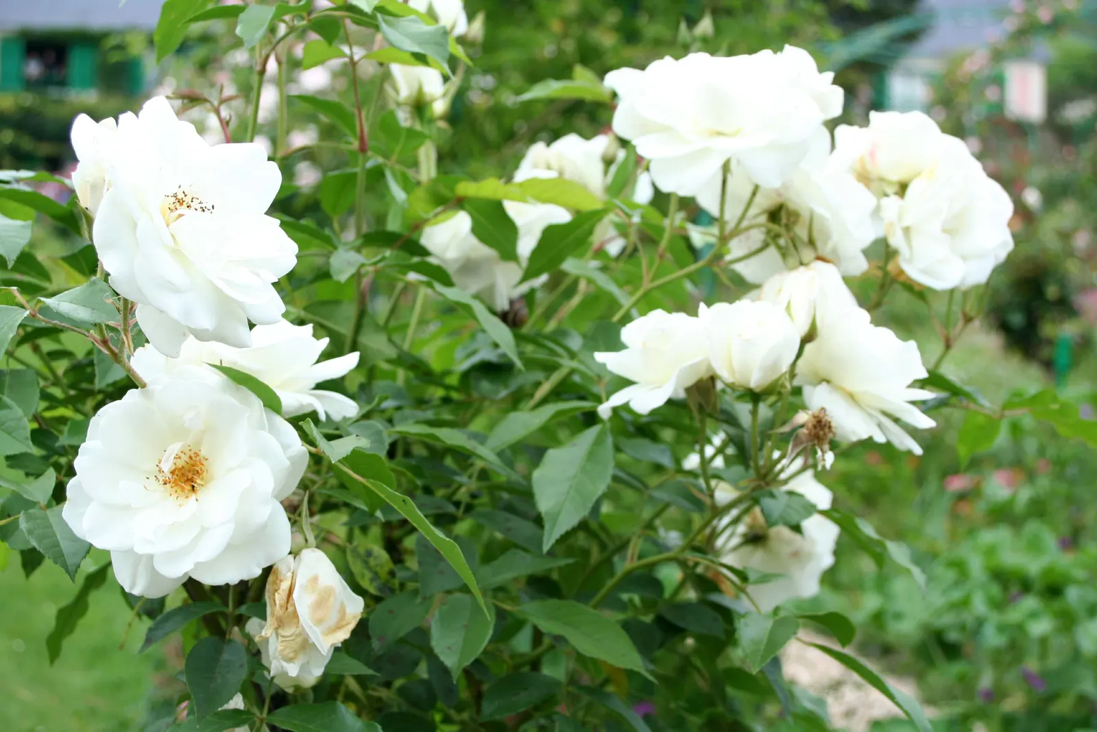 Iceberg Floribunda Rose (Rosa 'Iceberg') — or as part of a mass planting for a stunning visual impact; each flower typically measures around 3, image 61