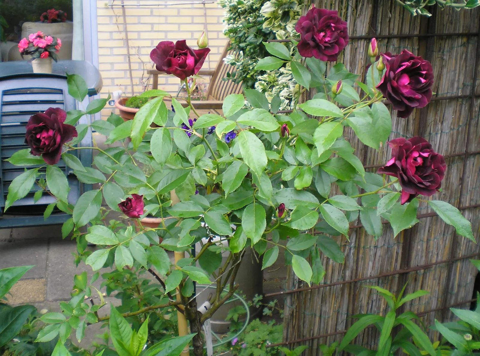 Iceberg Floribunda Rose (Rosa 'Iceberg') — making it a low-maintenance choice popular for borders; the Iceberg Rose brings both structure and aesthetic appeal