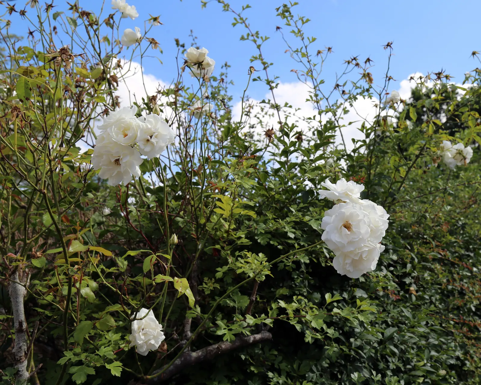 Iceberg Floribunda Rose (Rosa 'Iceberg') — Each flower typically measures around 3 inches across; or as part of a mass planting for a stunning, image 50