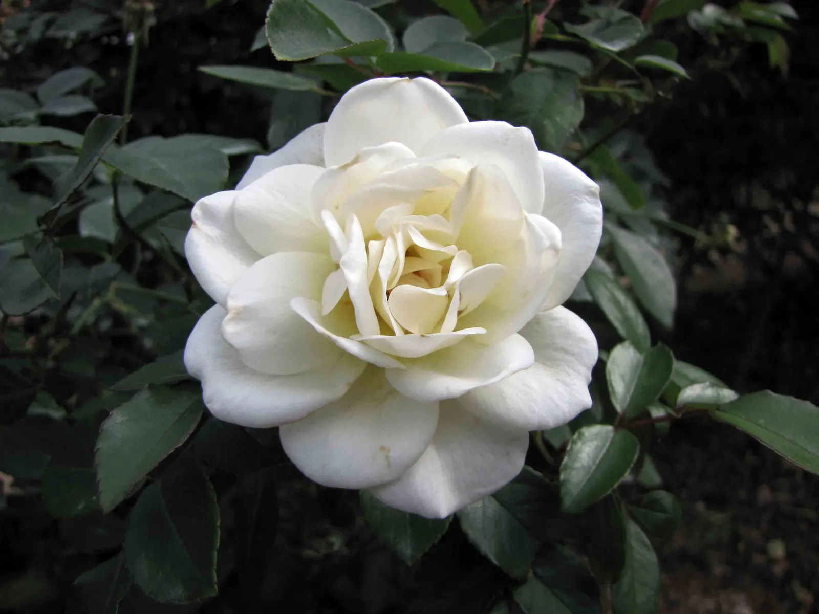 Iceberg Floribunda Rose (Rosa 'Iceberg') — The lush petals contrast beautifully with the glossy; <br><br>Sitting on upright and bushy growth that, image 74