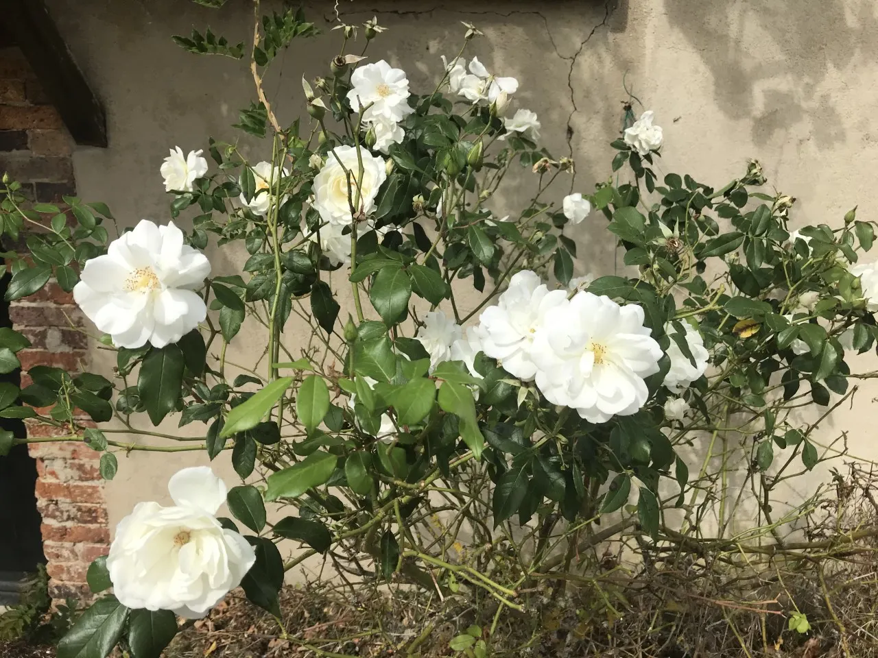 Iceberg Floribunda Rose (Rosa 'Iceberg') — This rose is disease-resistant; hardy in USDA zones 5 through 9, 'Iceberg' reaches 3 to 4 feet in height with a