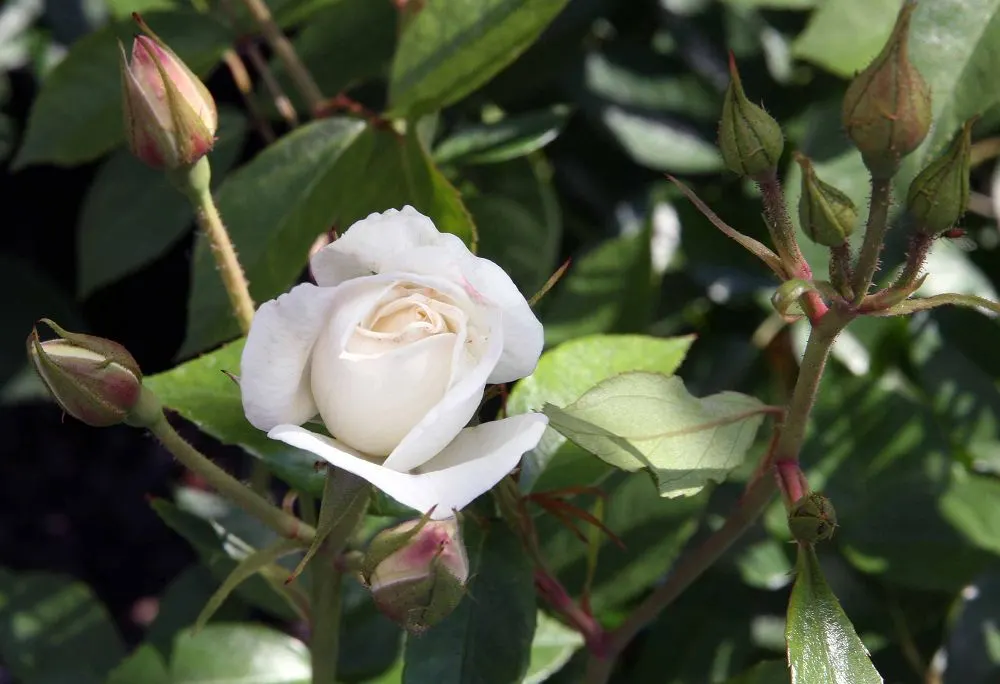 Iceberg Floribunda Rose (Rosa 'Iceberg') — The Rosa 'Iceberg' is an exquisite Floribunda rose known for its abundant clusters of pure white; this, image 45