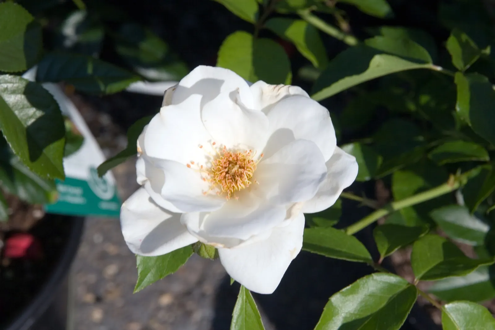Iceberg Floribunda Rose (Rosa 'Iceberg') — Each flower typically measures around 3 inches across