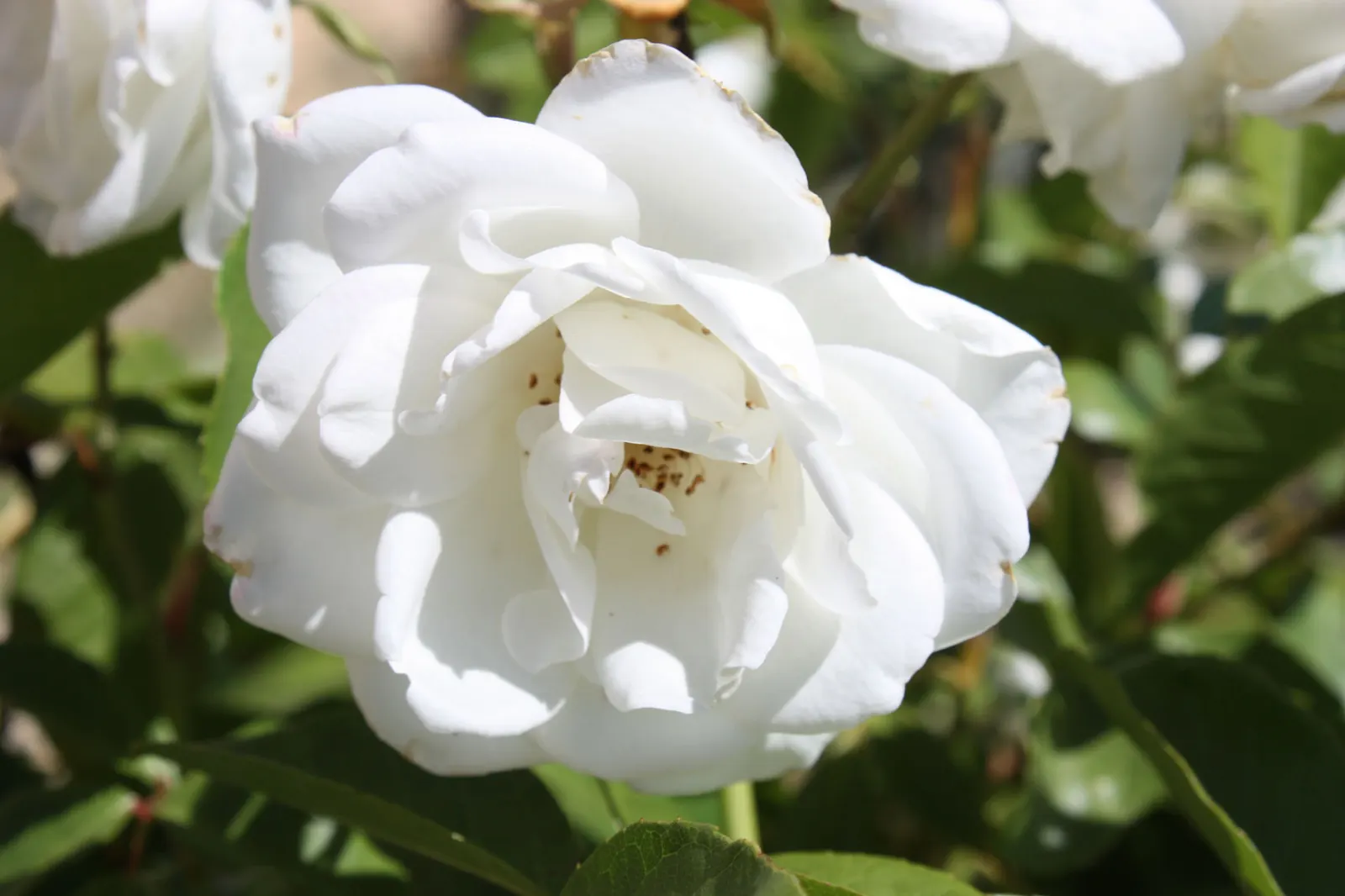 Iceberg Floribunda Rose (Rosa 'Iceberg') — notably to powdery mildew and rust; shrub for full or half