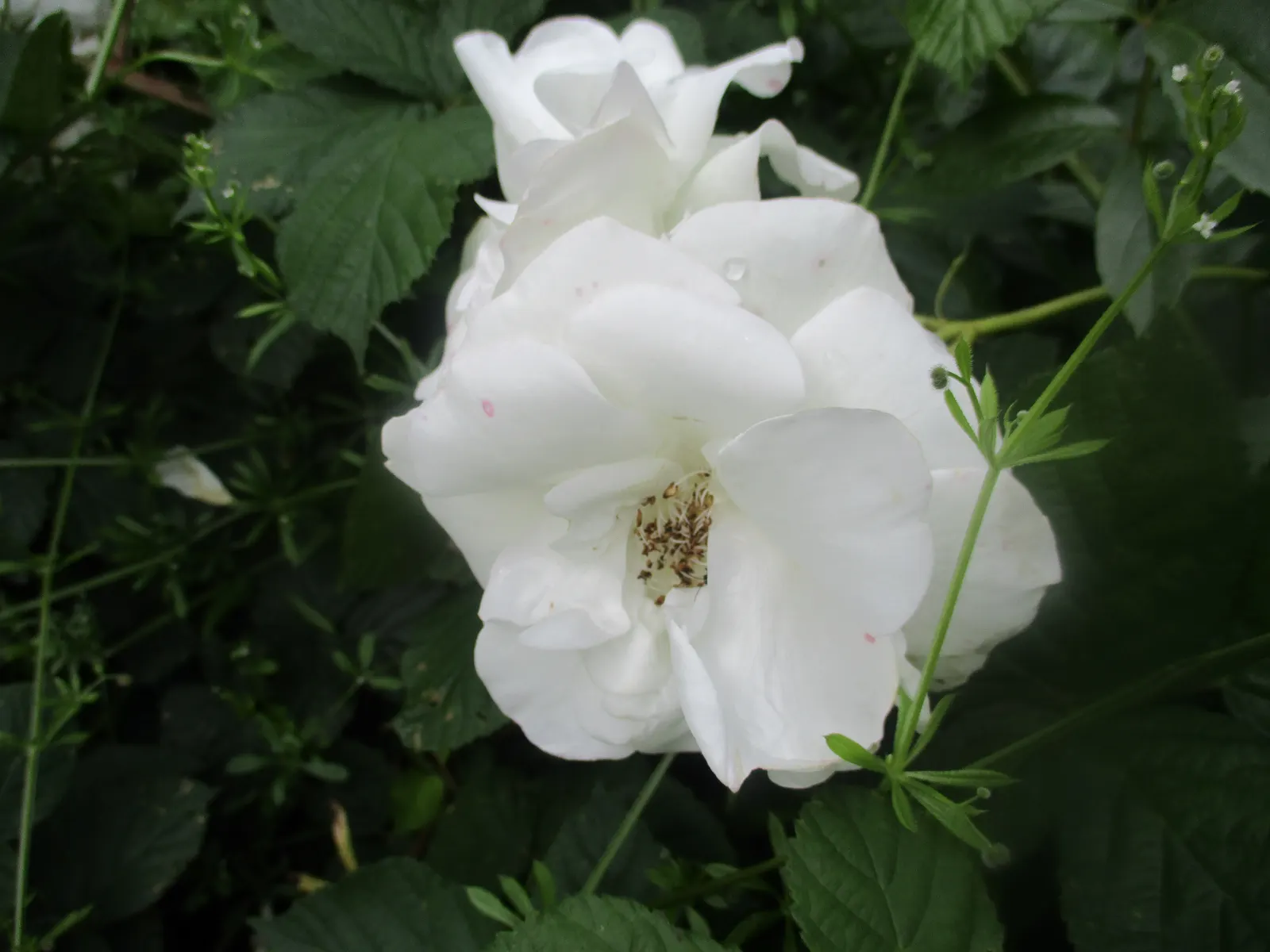 Iceberg Floribunda Rose (Rosa 'Iceberg') — shrub for full or half