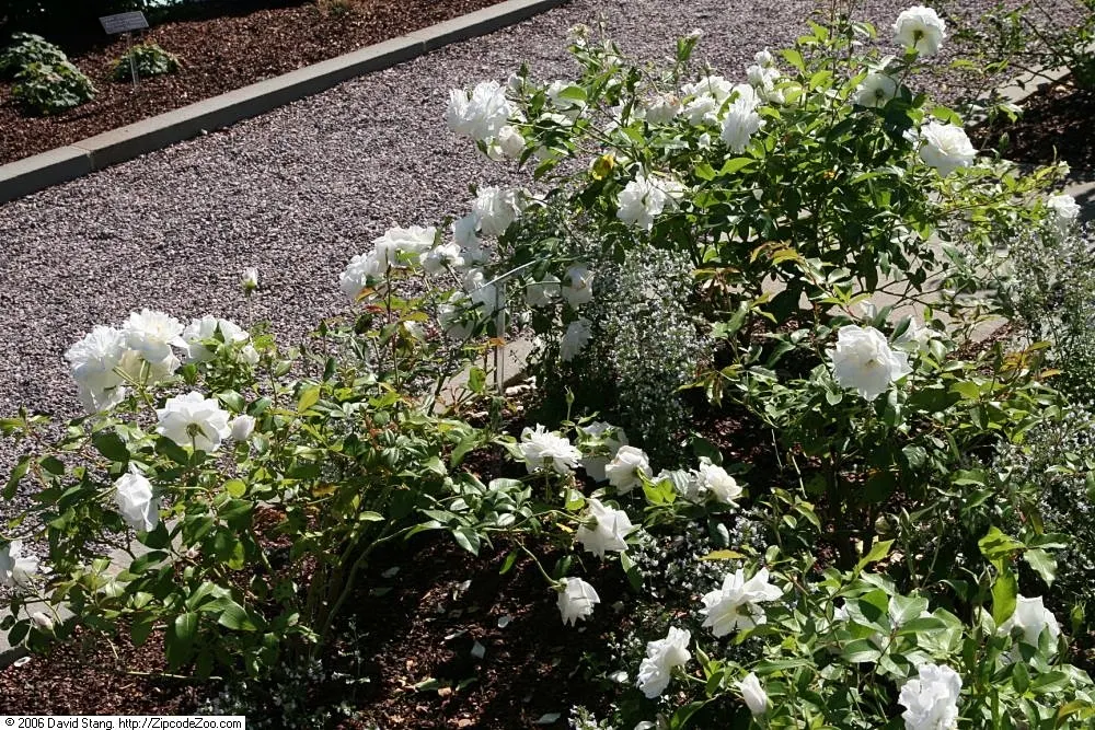 Iceberg Floribunda Rose (Rosa 'Iceberg') — The lush petals contrast beautifully with the glossy; <br><br>Sitting on upright and bushy growth that, image 52