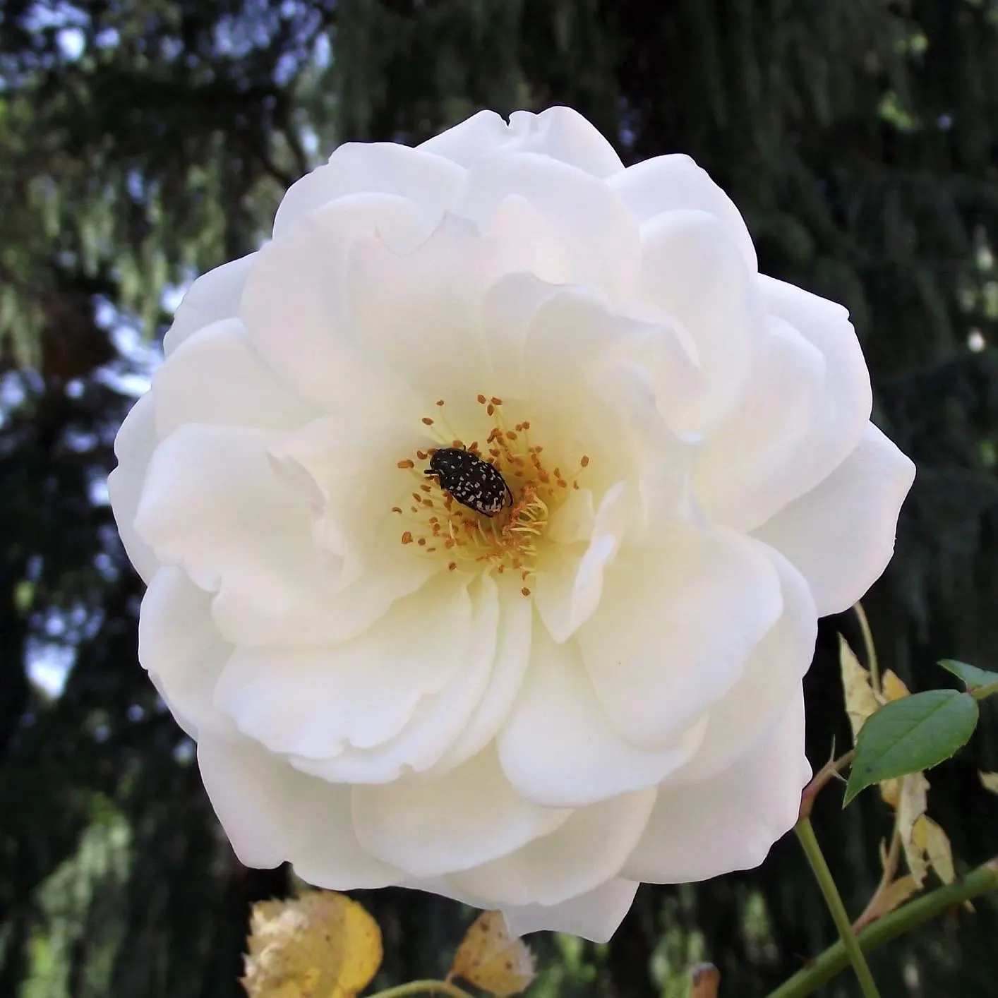Iceberg Floribunda Rose (Rosa 'Iceberg') — it's a low-maintenance choice; minimizing the need for chemical treatments and thus facilitating a more, image 81