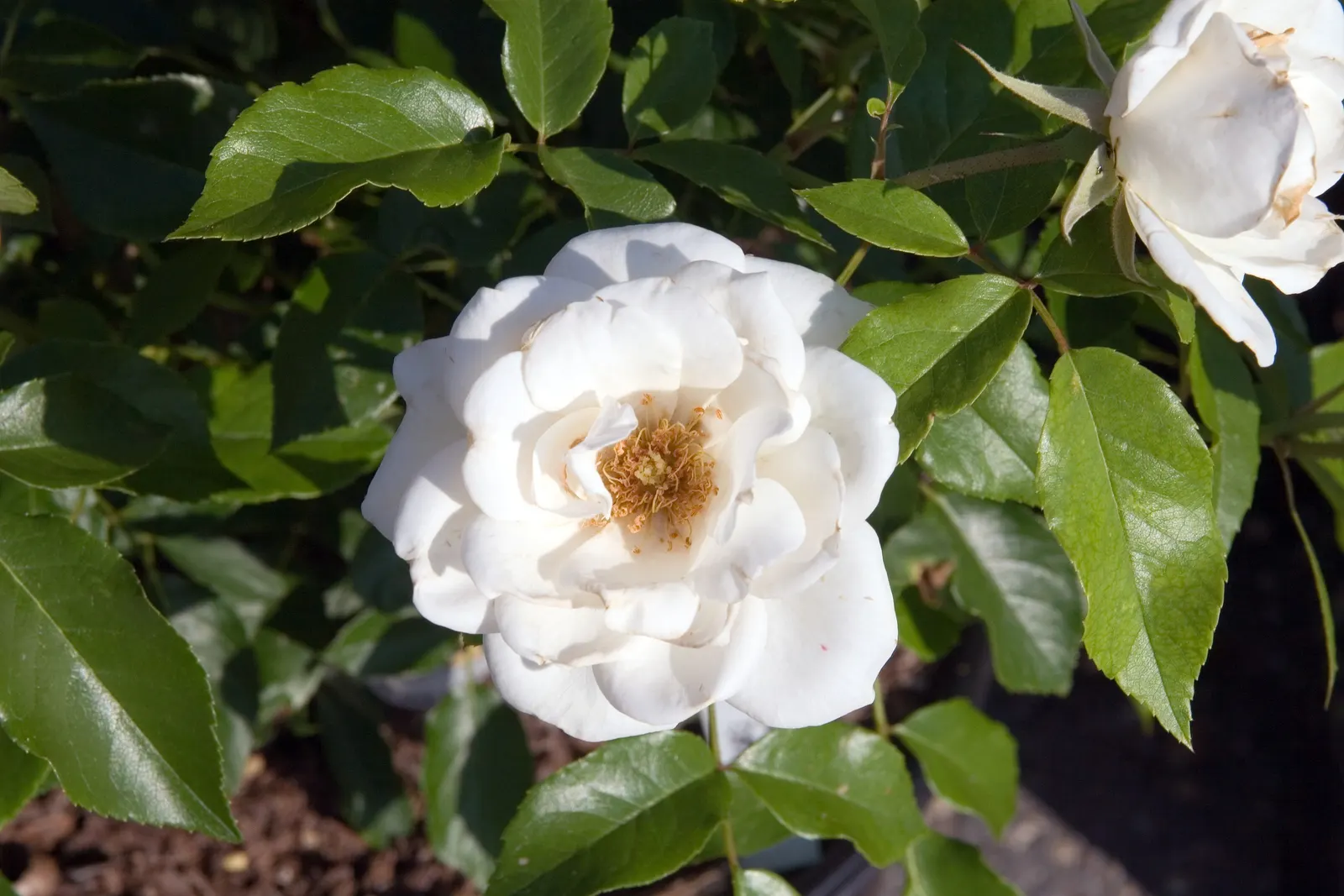 Iceberg Floribunda Rose (Rosa 'Iceberg') — <br><br>Sitting on upright and bushy growth that can reach heights of 3 to 4 feet with a spread of 2 to, image 75