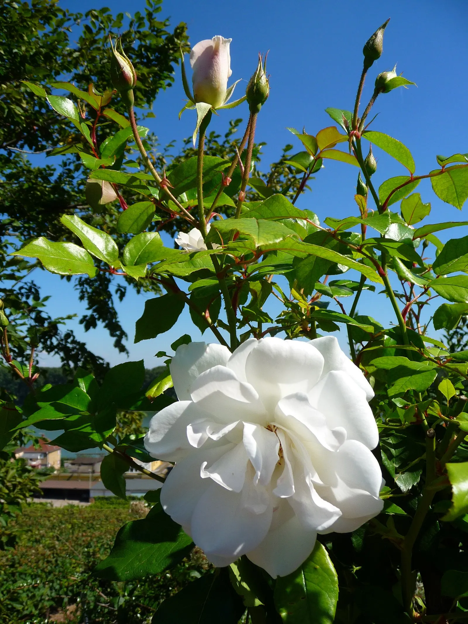 Iceberg Floribunda Rose (Rosa 'Iceberg') — It boasts a mild honey fragrance and blooms continuously from late spring to fall frost; it thrives in, image 46