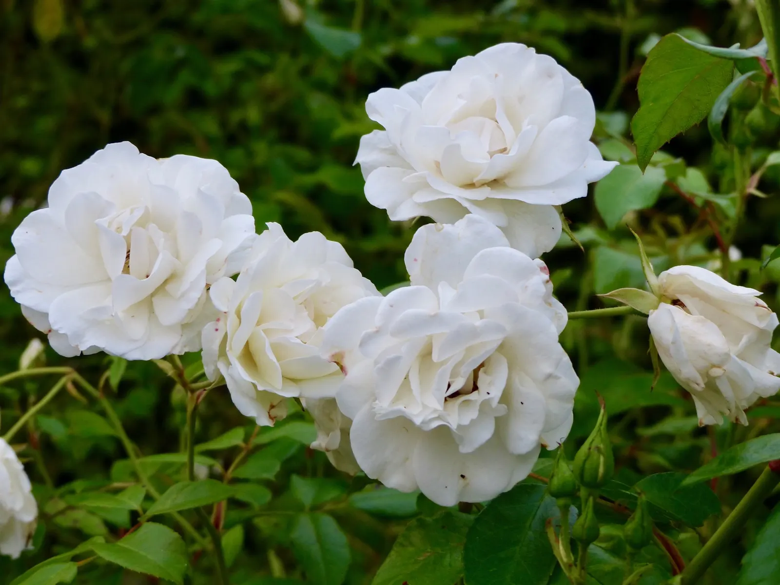 Iceberg Floribunda Rose (Rosa 'Iceberg') — It boasts a mild honey fragrance and blooms continuously from late spring to fall frost; it thrives in USDA