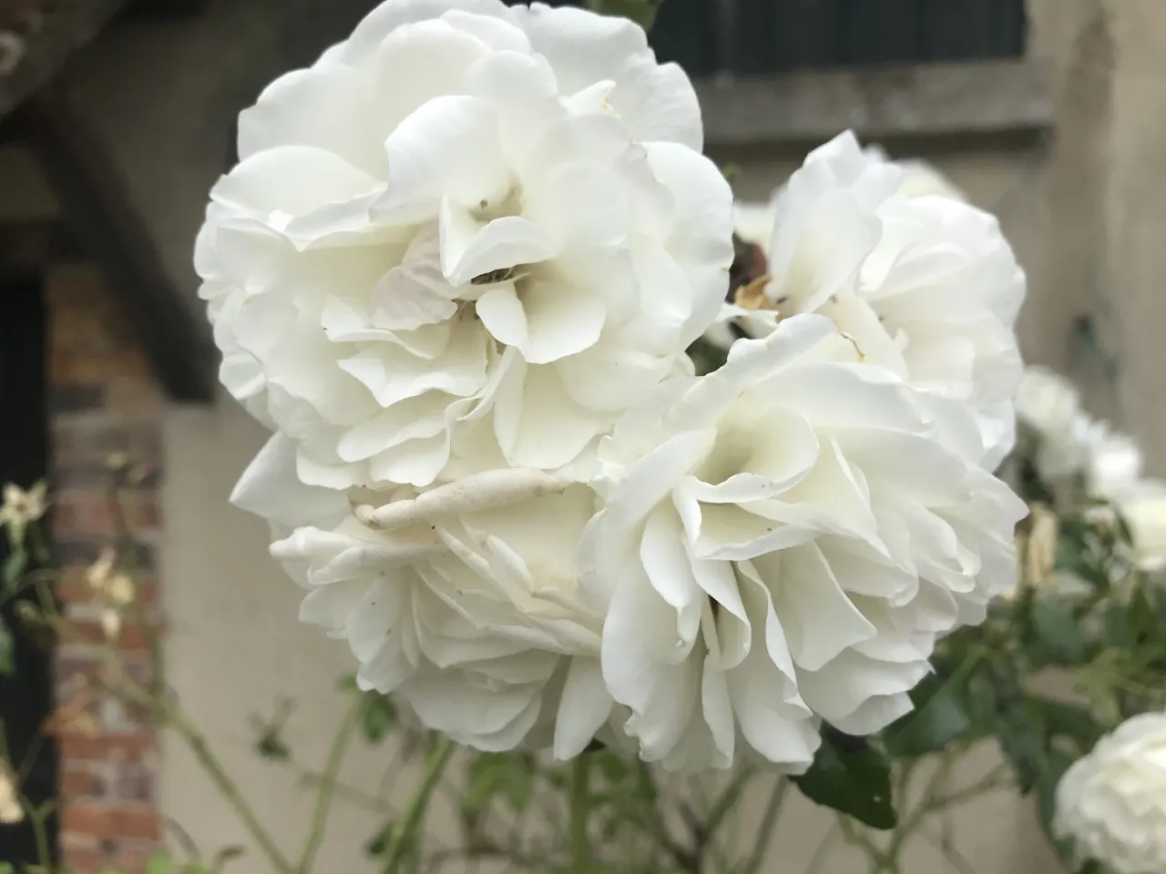 Iceberg Floribunda Rose (Rosa 'Iceberg') — It thrives in USDA Hardiness Zones 4 to 9; the lush petals contrast beautifully with the glossy