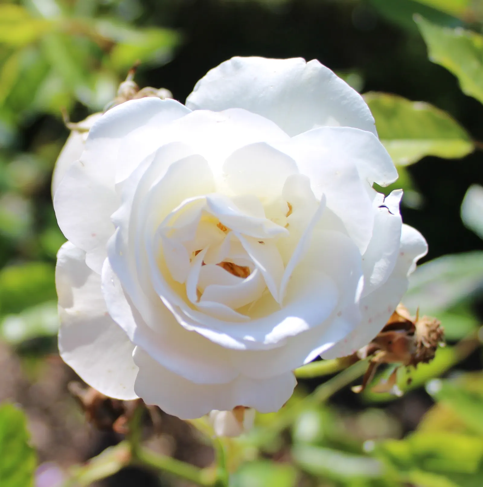 Iceberg Floribunda Rose (Rosa 'Iceberg') — The Rosa 'Iceberg' is an exquisite Floribunda rose known for its abundant clusters of pure white; this rose is