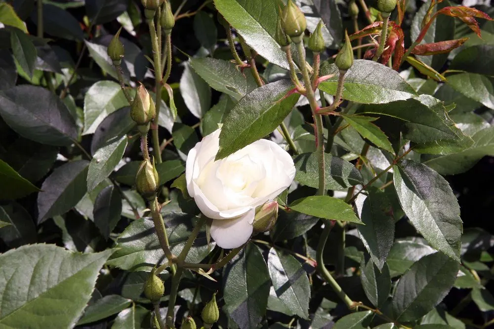 Iceberg Floribunda Rose (Rosa 'Iceberg') — it's a low-maintenance choice; minimizing the need for chemical treatments and thus facilitating a more