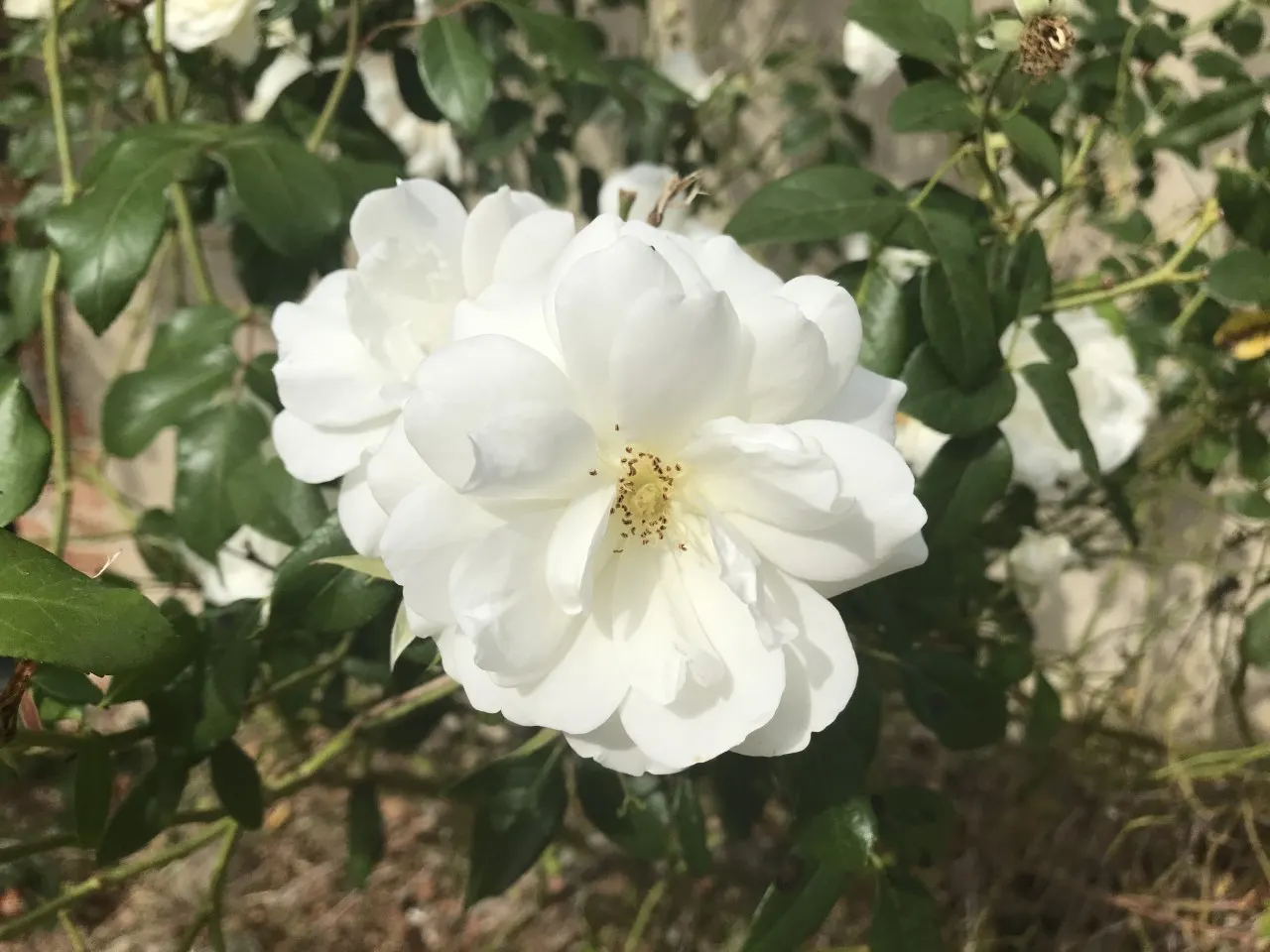 Iceberg Floribunda Rose (Rosa 'Iceberg') — It thrives in USDA Hardiness Zones 4 to 9