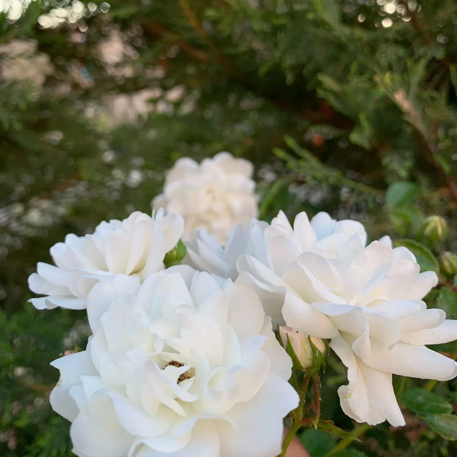 Iceberg Floribunda Rose (Rosa 'Iceberg') — The lush petals contrast beautifully with the glossy; <br><br>Sitting on upright and bushy growth that can reach