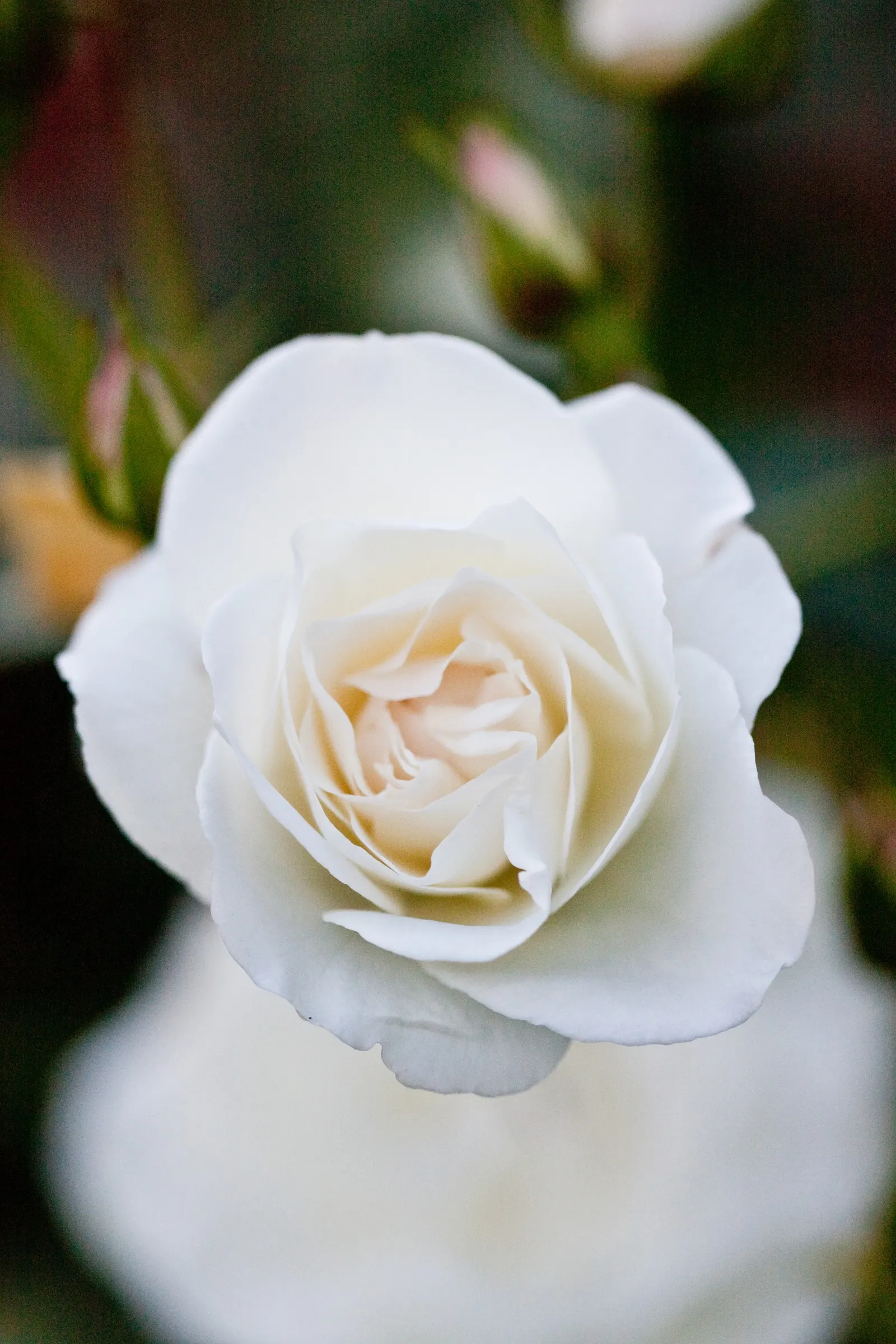 Iceberg Floribunda Rose (Rosa 'Iceberg') — Each flower typically measures around 3 inches across; or as part of a mass planting for a stunning, image 72