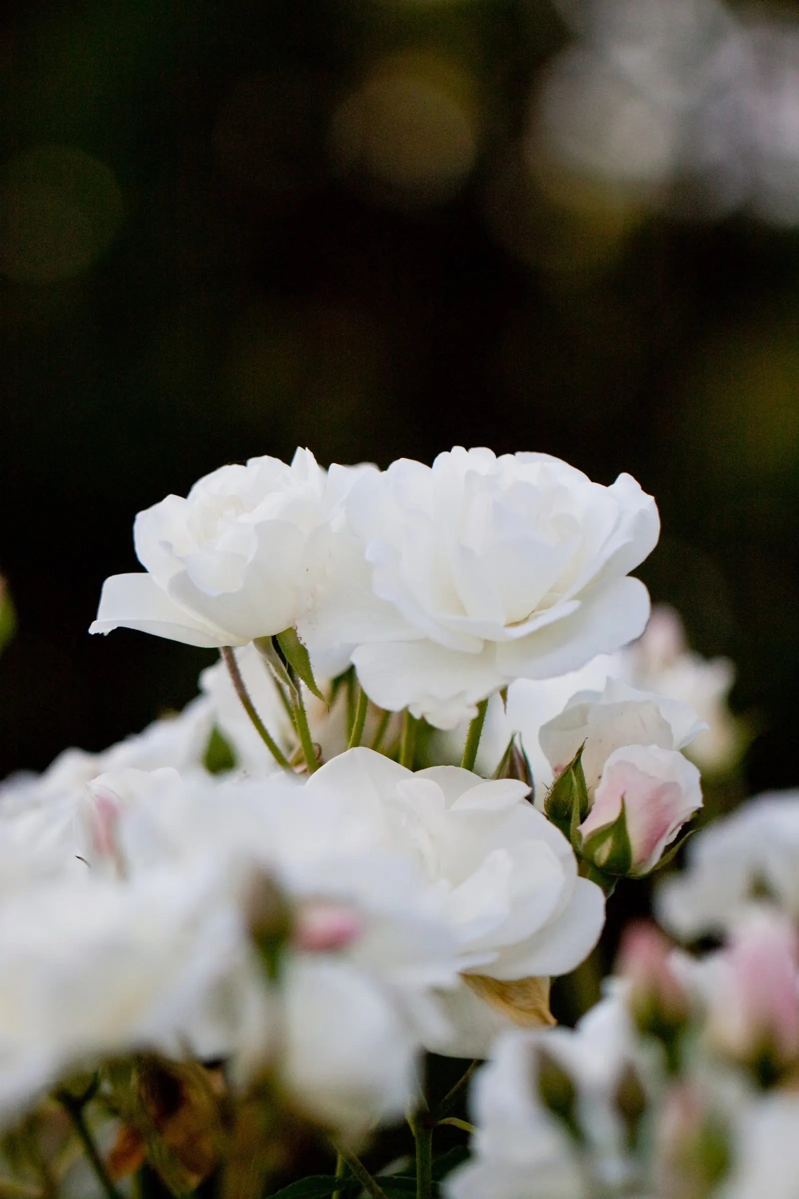 Iceberg Floribunda Rose (Rosa 'Iceberg') — Hardy in USDA zones 5 through 9, 'Iceberg' reaches 3 to 4 feet in height with a similar spread; due to, image 69