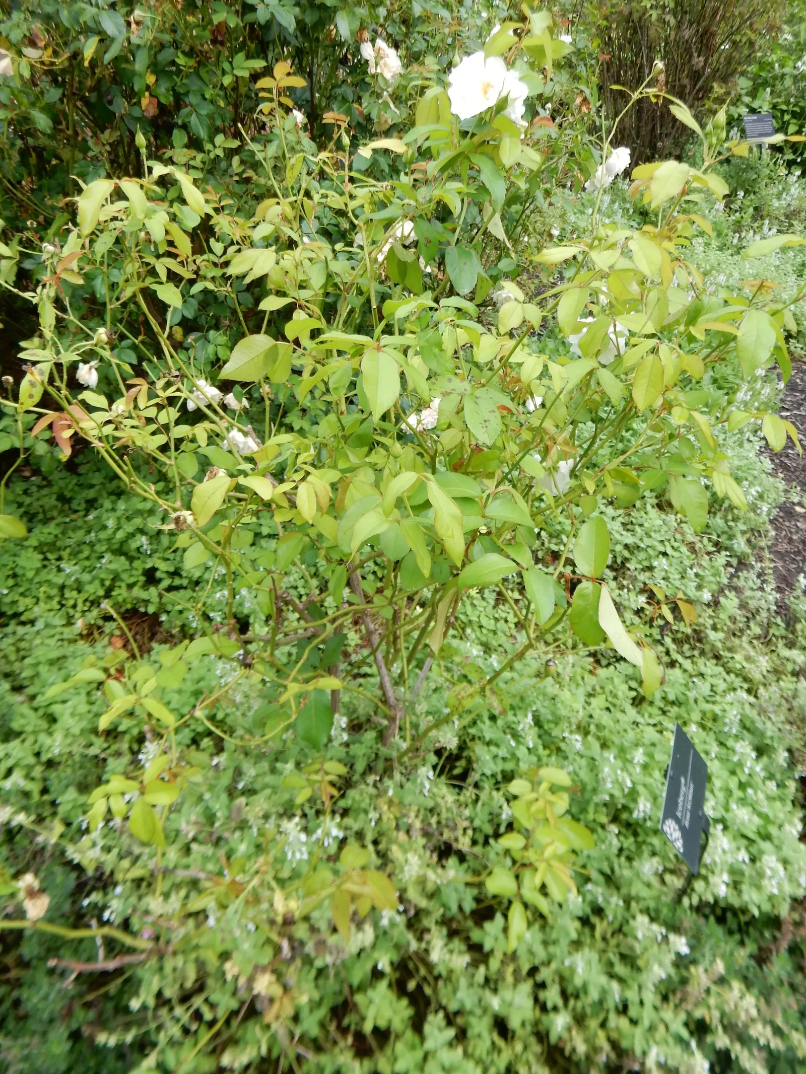 Iceberg Floribunda Rose (Rosa 'Iceberg') — it's a low-maintenance choice