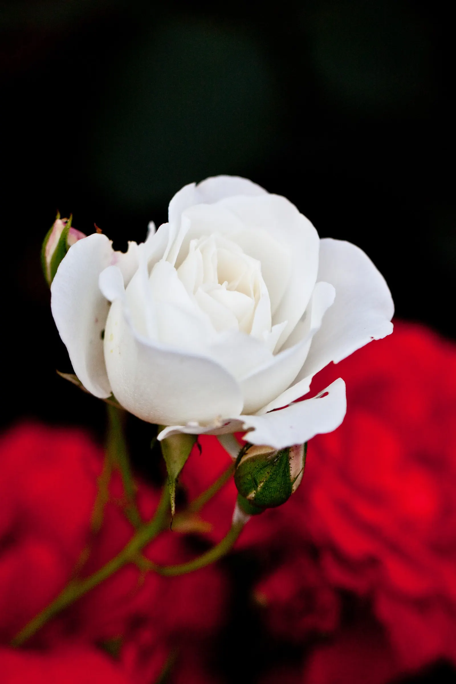 Iceberg Floribunda Rose (Rosa 'Iceberg') — making it a low-maintenance choice popular for borders; the Iceberg Rose brings both structure and, image 49