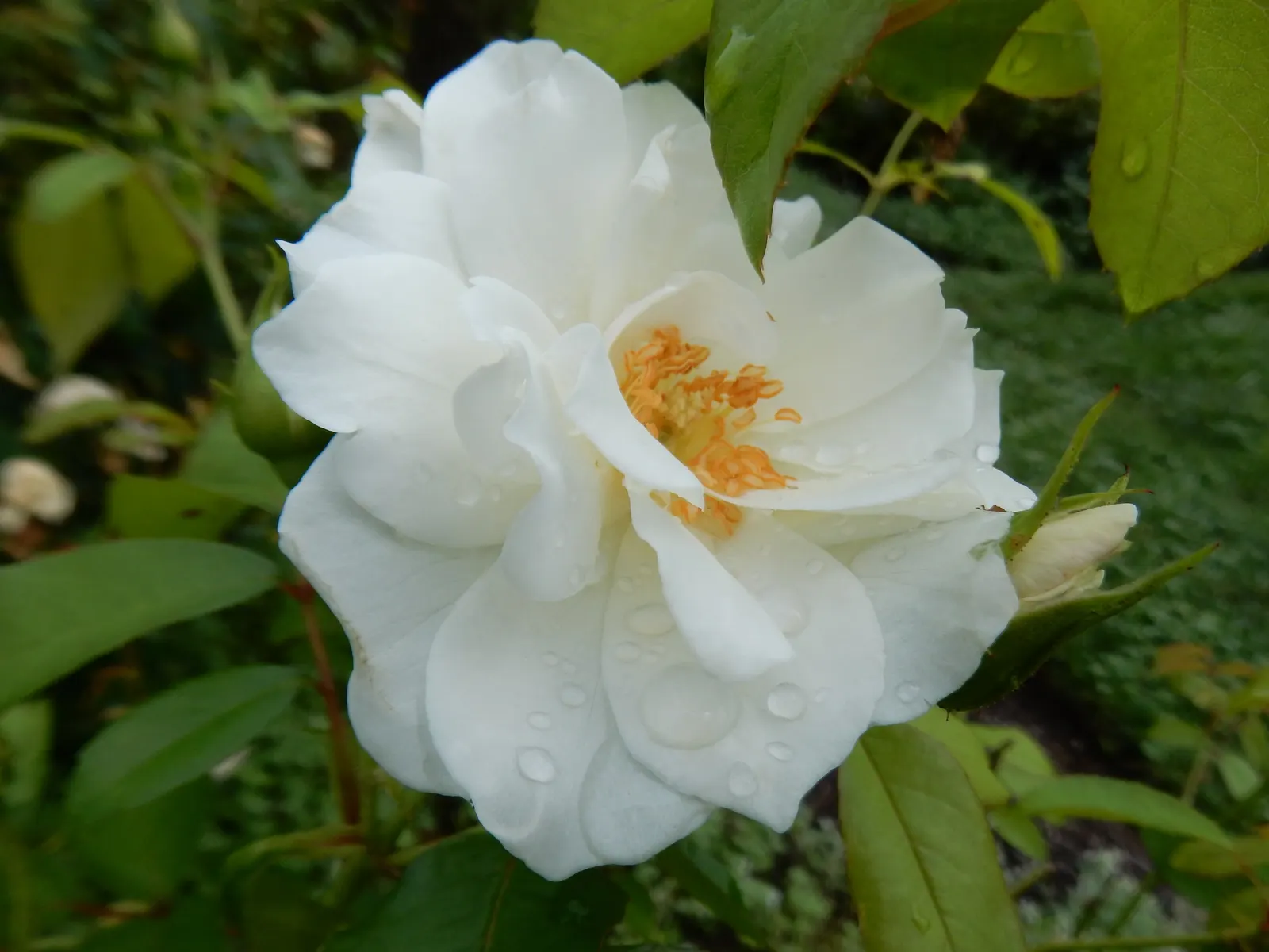 Iceberg Floribunda Rose (Rosa 'Iceberg') — the Iceberg Rose brings both structure and aesthetic appeal to gardens