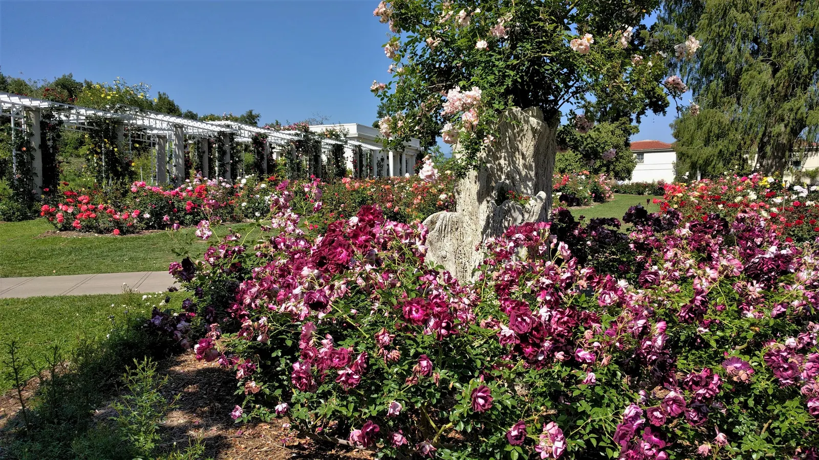 Iceberg Floribunda Rose (Rosa 'Iceberg') — minimizing the need for chemical treatments and thus facilitating a more environmentally-friendly, image 36