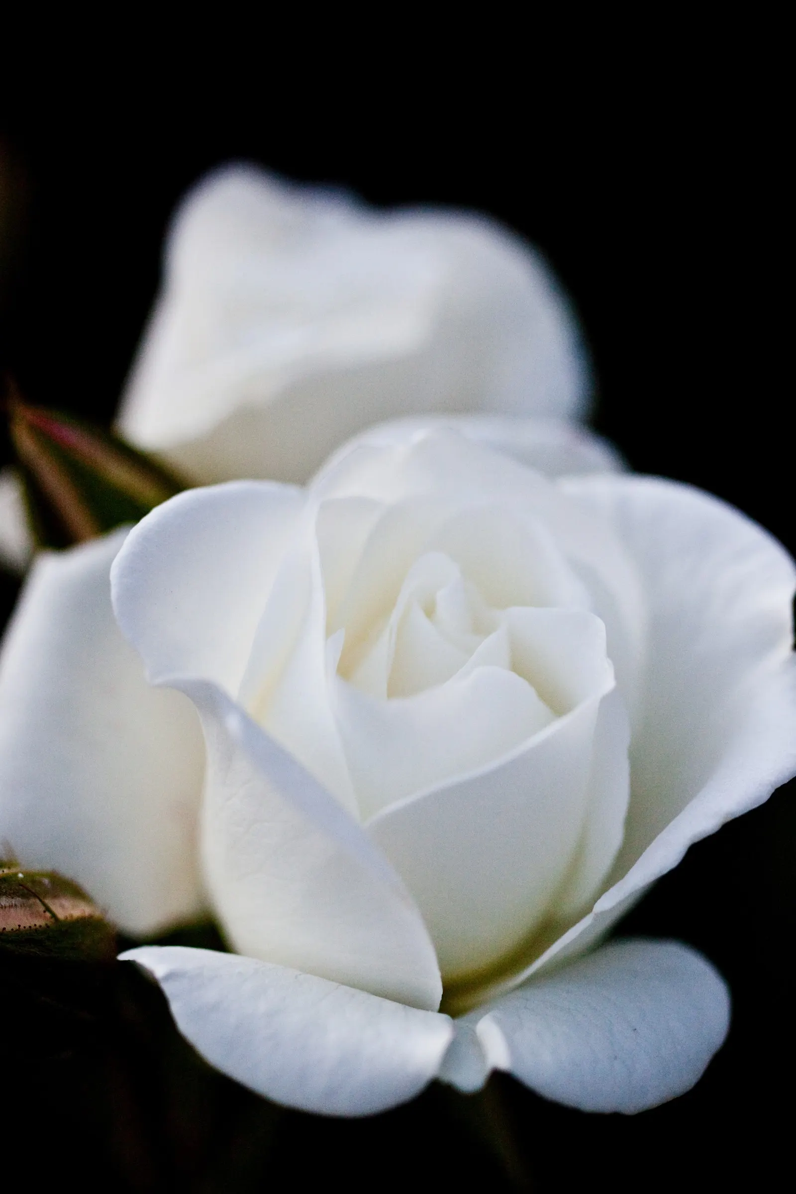 Iceberg Floribunda Rose (Rosa 'Iceberg') — consider its use as a border; shrub with white blooms, image 60