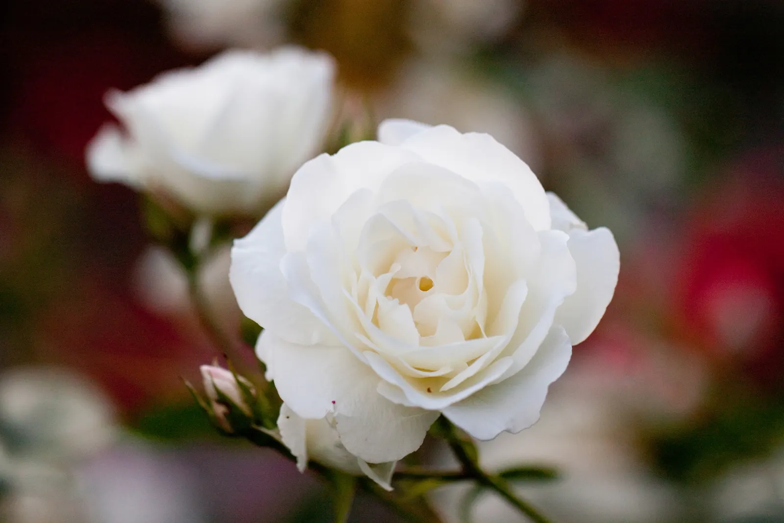 Iceberg Floribunda Rose (Rosa 'Iceberg') — placing it in areas of leisure or along pathways can enrich the sensory experience of the space; white, image 85