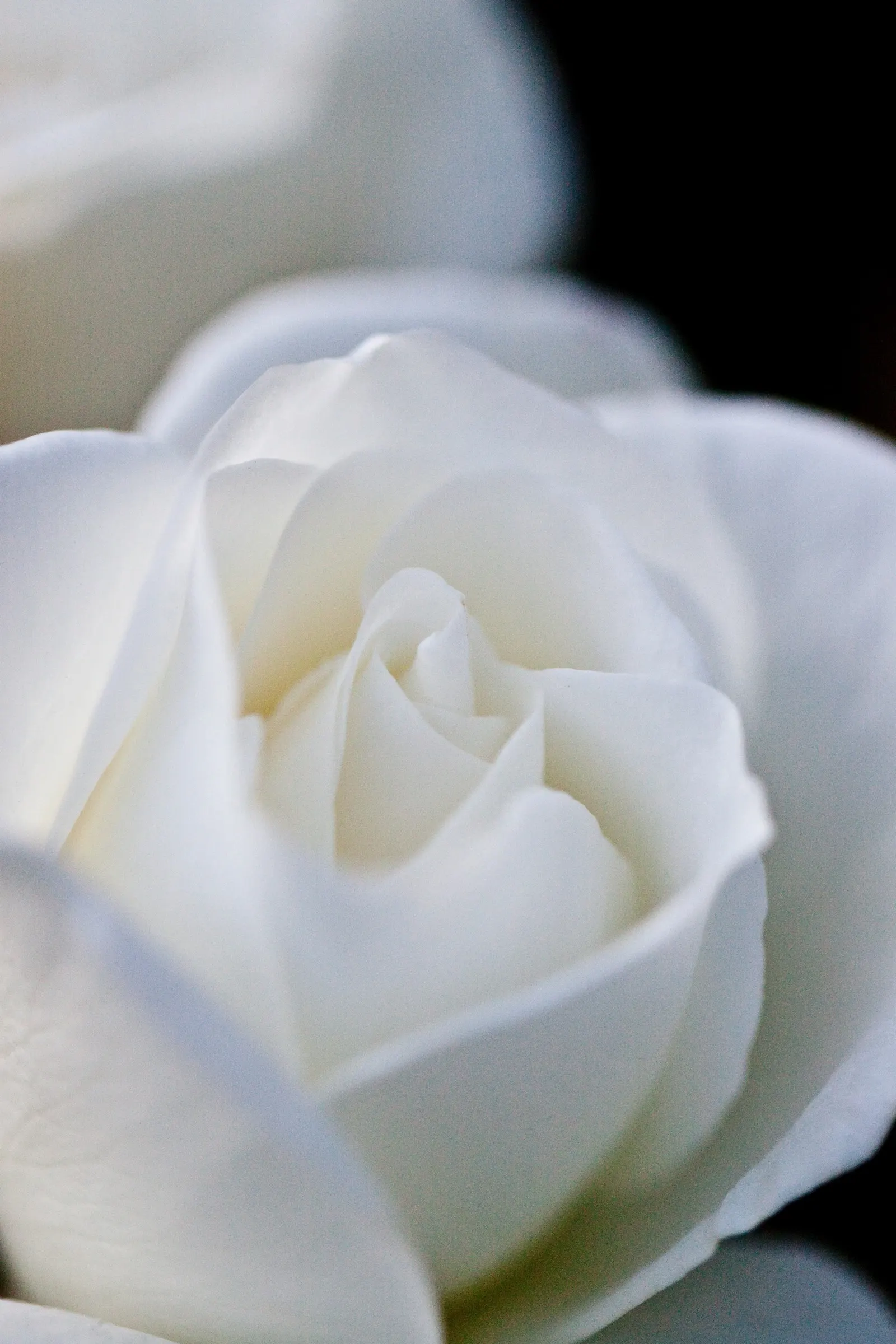 Iceberg Floribunda Rose (Rosa 'Iceberg') — It thrives in USDA Hardiness Zones 4 to 9; the lush petals contrast beautifully with the glossy, image 77