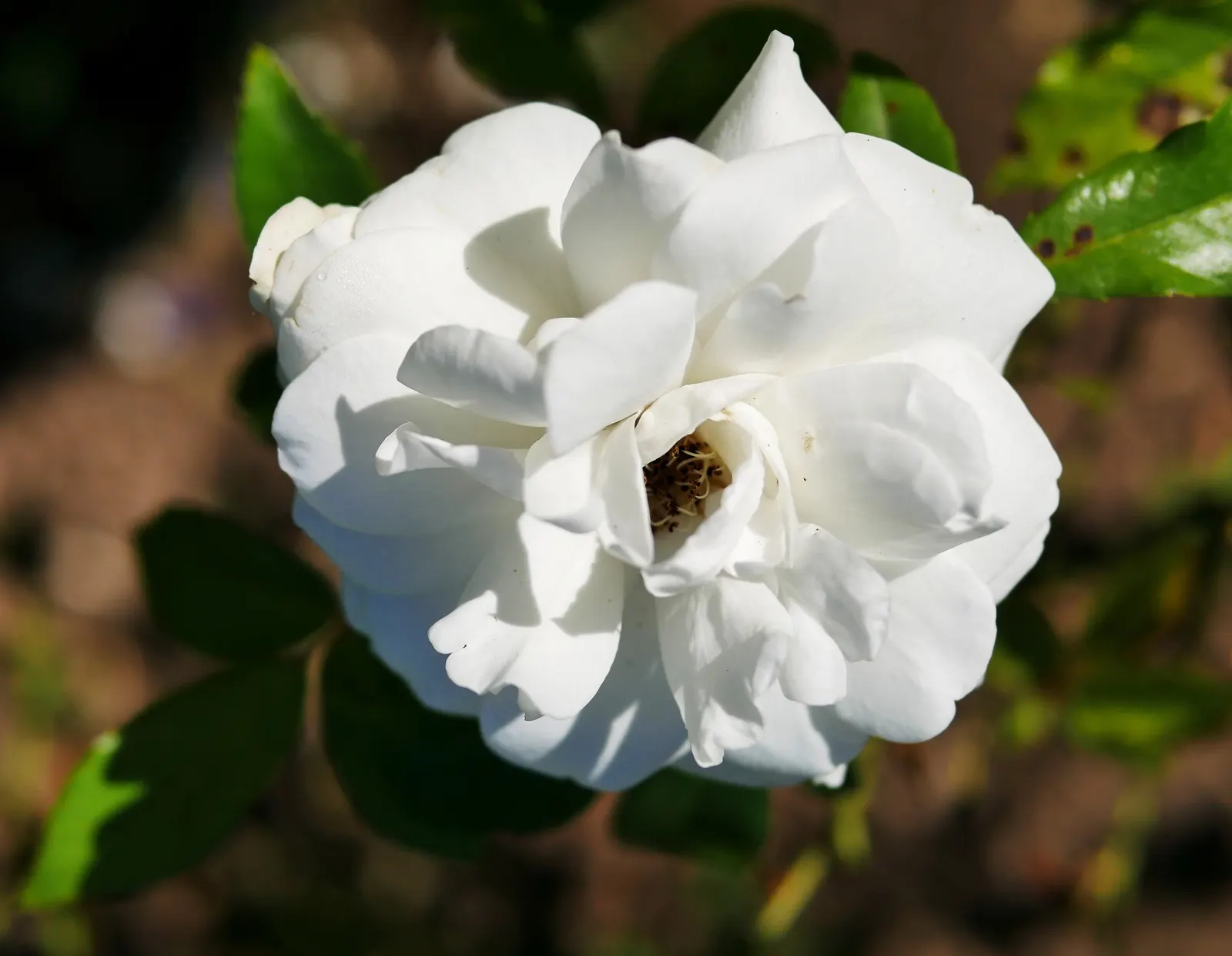 Iceberg Floribunda Rose (Rosa 'Iceberg') — consider its use as a border; shrub with white blooms, image 82