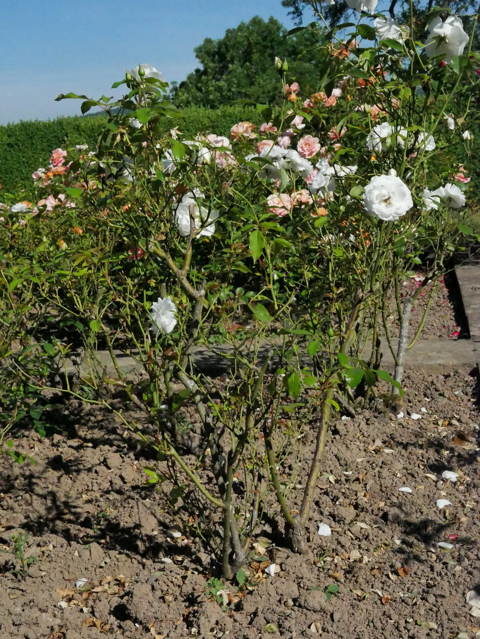 Iceberg Floribunda Rose (Rosa 'Iceberg') — <br><br>Sitting on upright and bushy growth that can reach heights of 3 to 4 feet with a spread of 2 to 3 feet