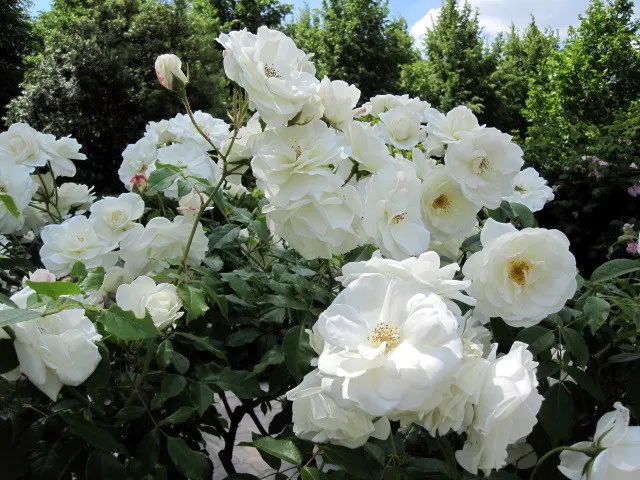 Iceberg Floribunda Rose (Rosa 'Iceberg') — It boasts a mild honey fragrance and blooms continuously from late spring to fall frost