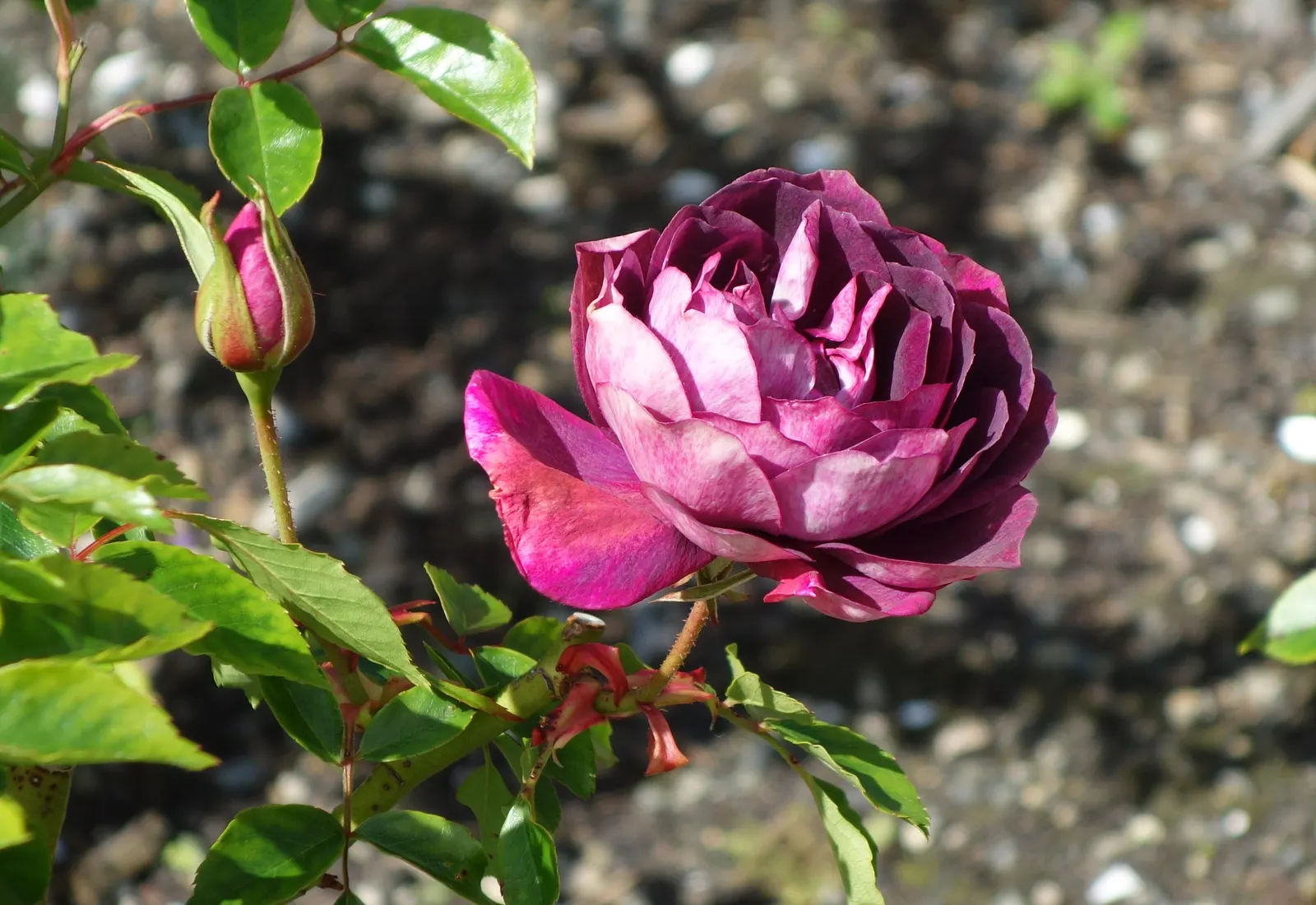 Iceberg Floribunda Rose (Rosa 'Iceberg') — This rose is disease-resistant; hardy in USDA zones 5 through 9, 'Iceberg' reaches 3 to 4 feet in height, image 48